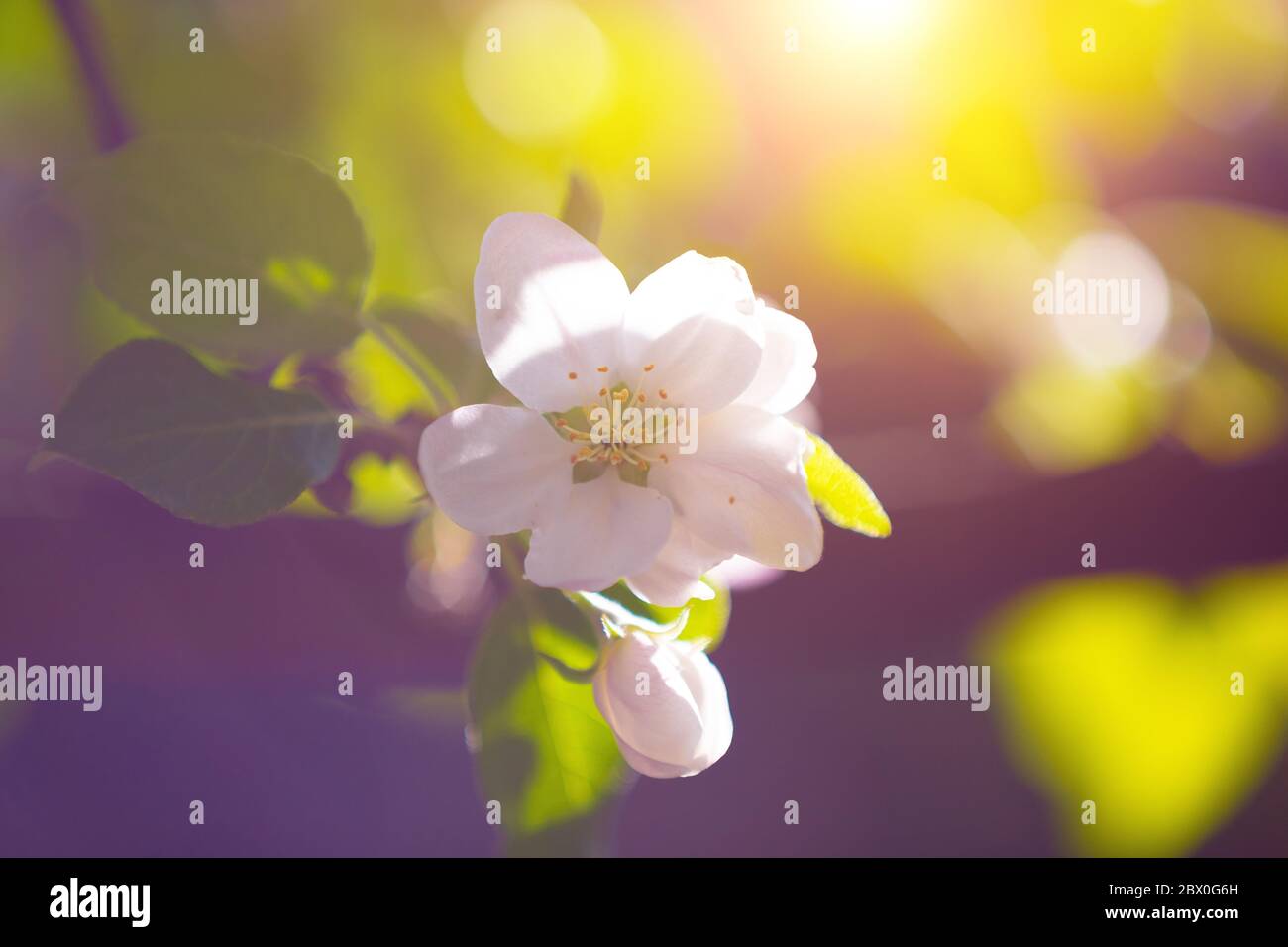 Tree branch spring hi-res stock photography and images - Alamy