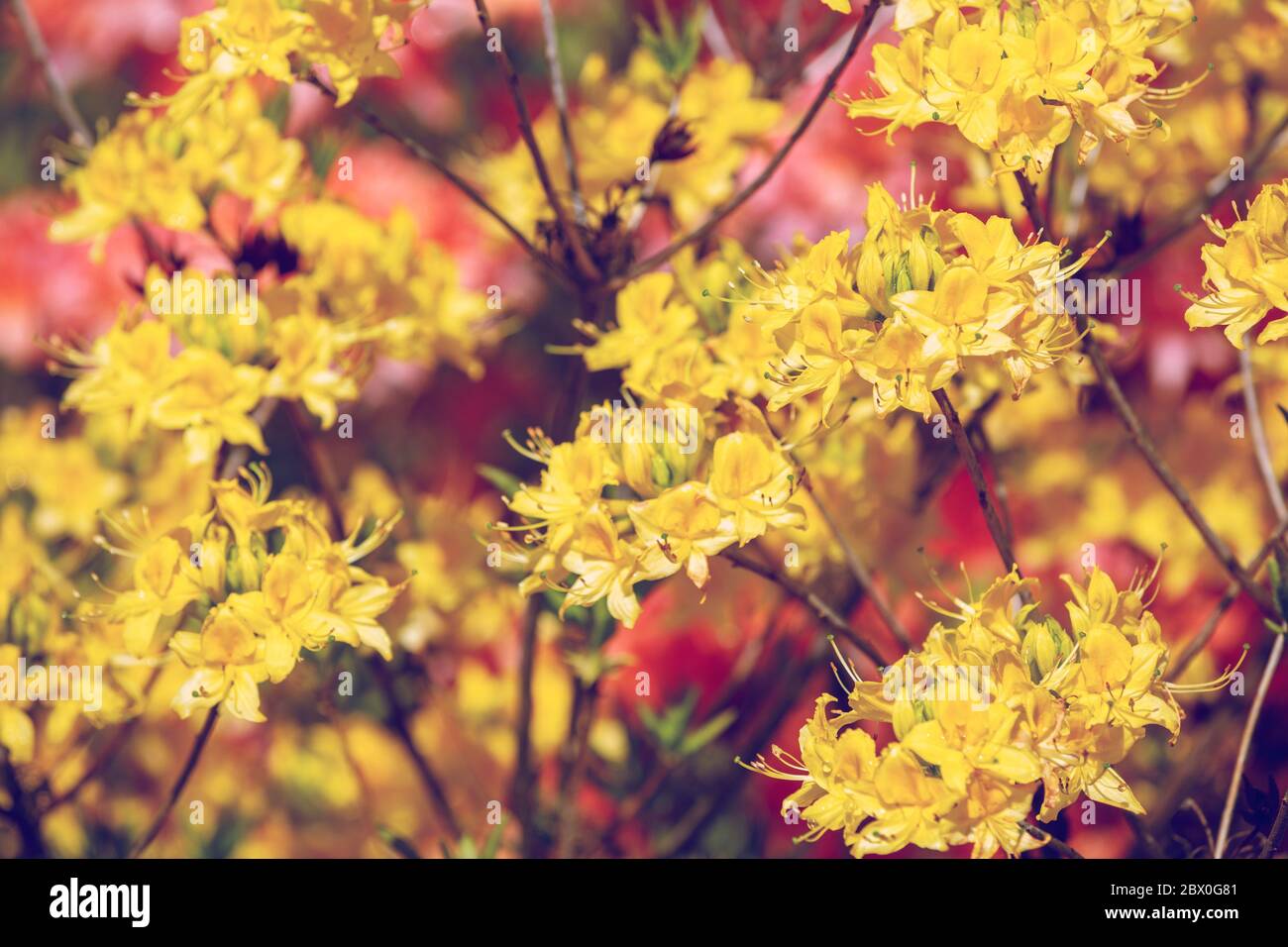 Yellow rhododendron flowers in the garden, nature flower background Stock Photo