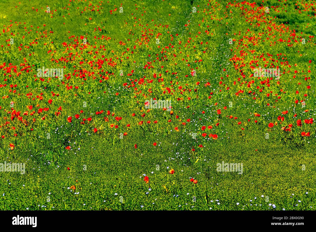 Red Common poppy flowers gleaming under the sun Stock Photo - Alamy