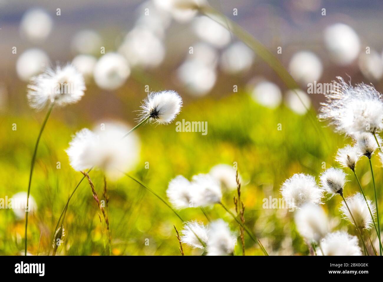 Eriophorum angustifolium, commonly known as common cottongrass / cotton