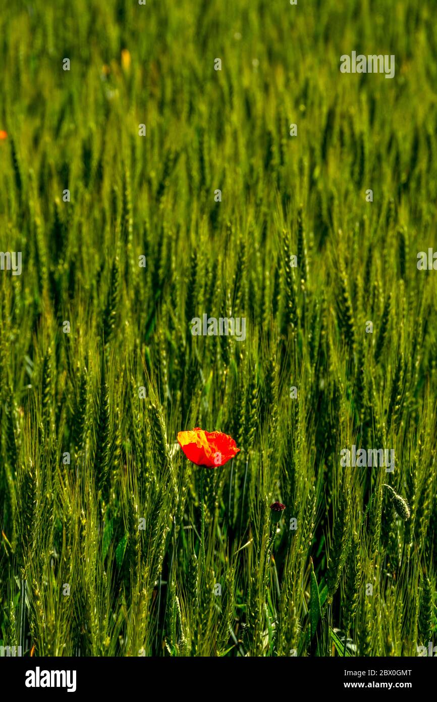 A field of growing wheat and Common poppy flower gleaming under the sun ...