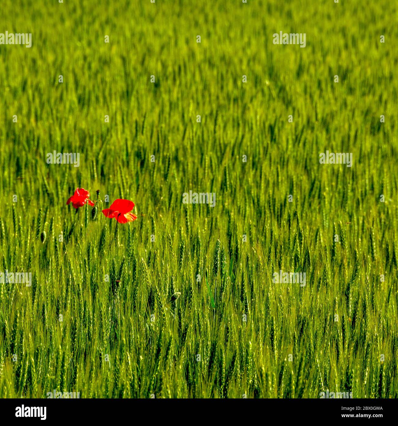 Field of growing wheat and Common poppy flower gleaming under the sun ...
