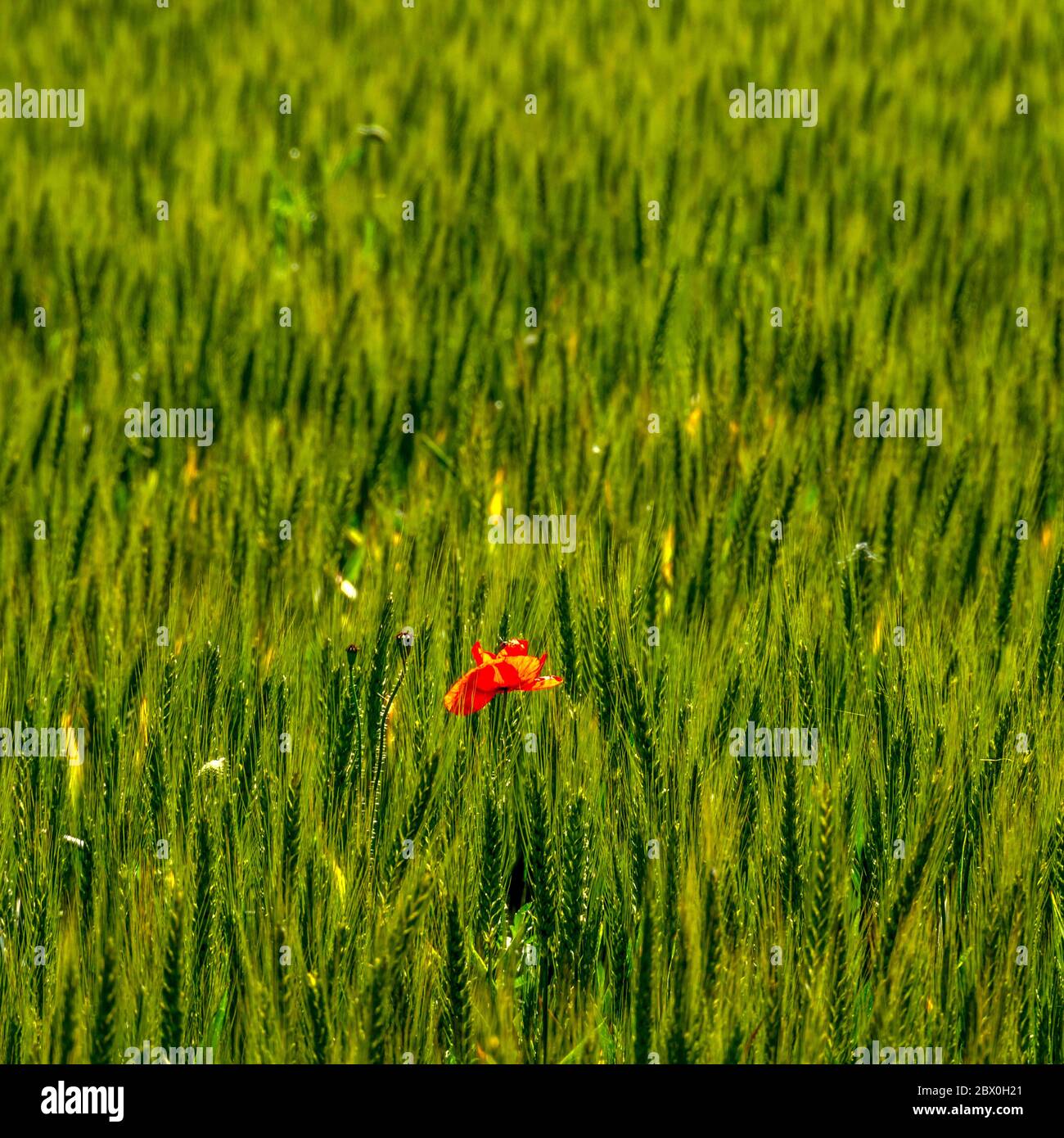 Field of growing wheat and Common poppy flower gleaming under the sun ...