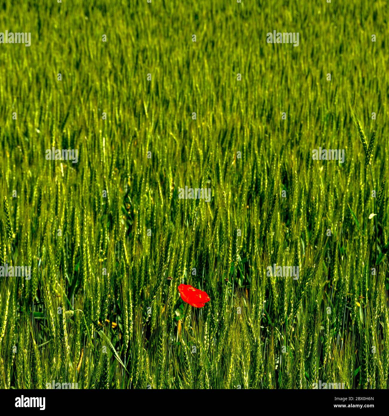 Field of growing wheat and Common poppy flower gleaming under the sun ...
