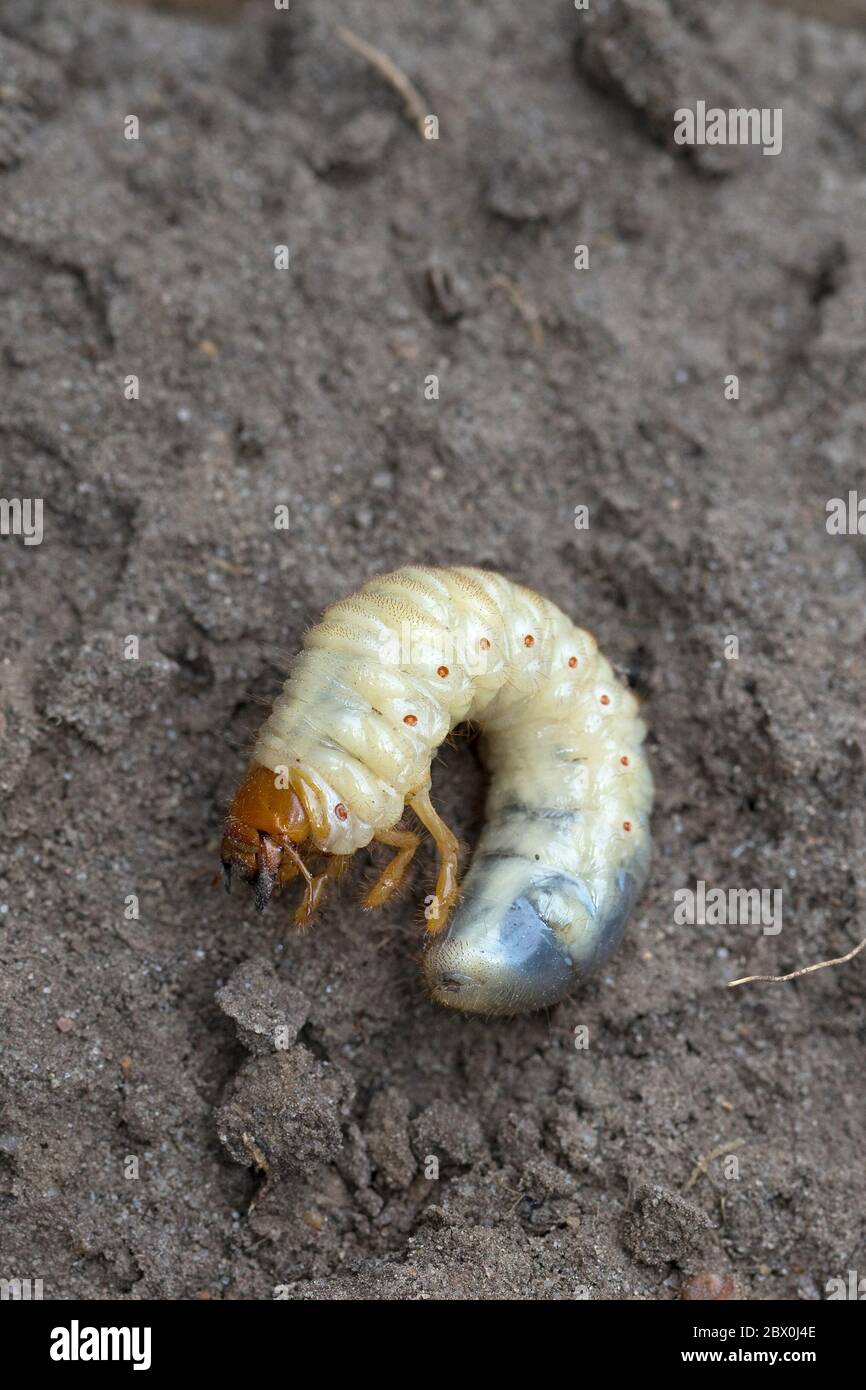 Common Cockchafer (Melolontha melolontha) Stock Photo