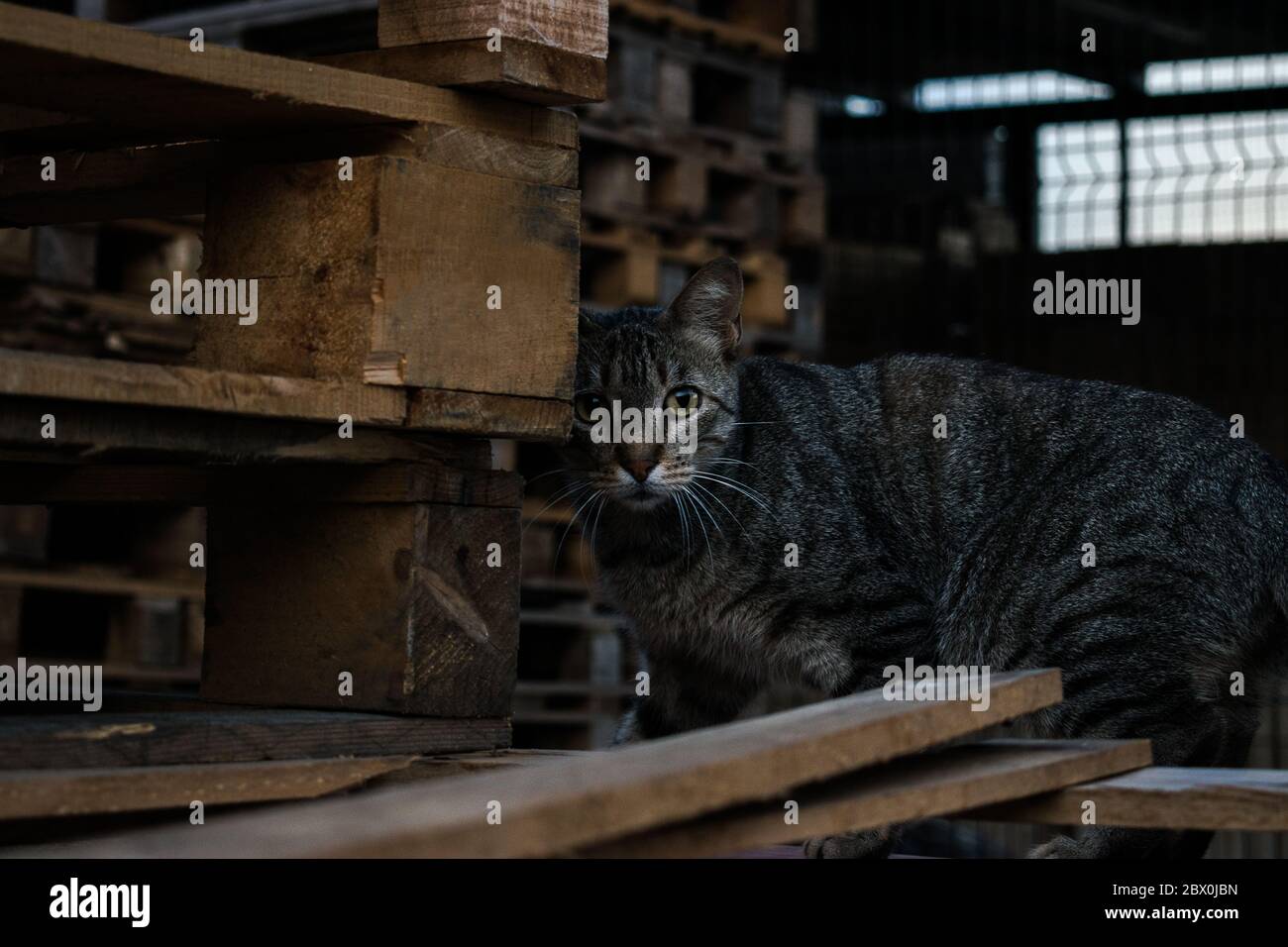 Shy cat hiding behind pallets. Stock Photo