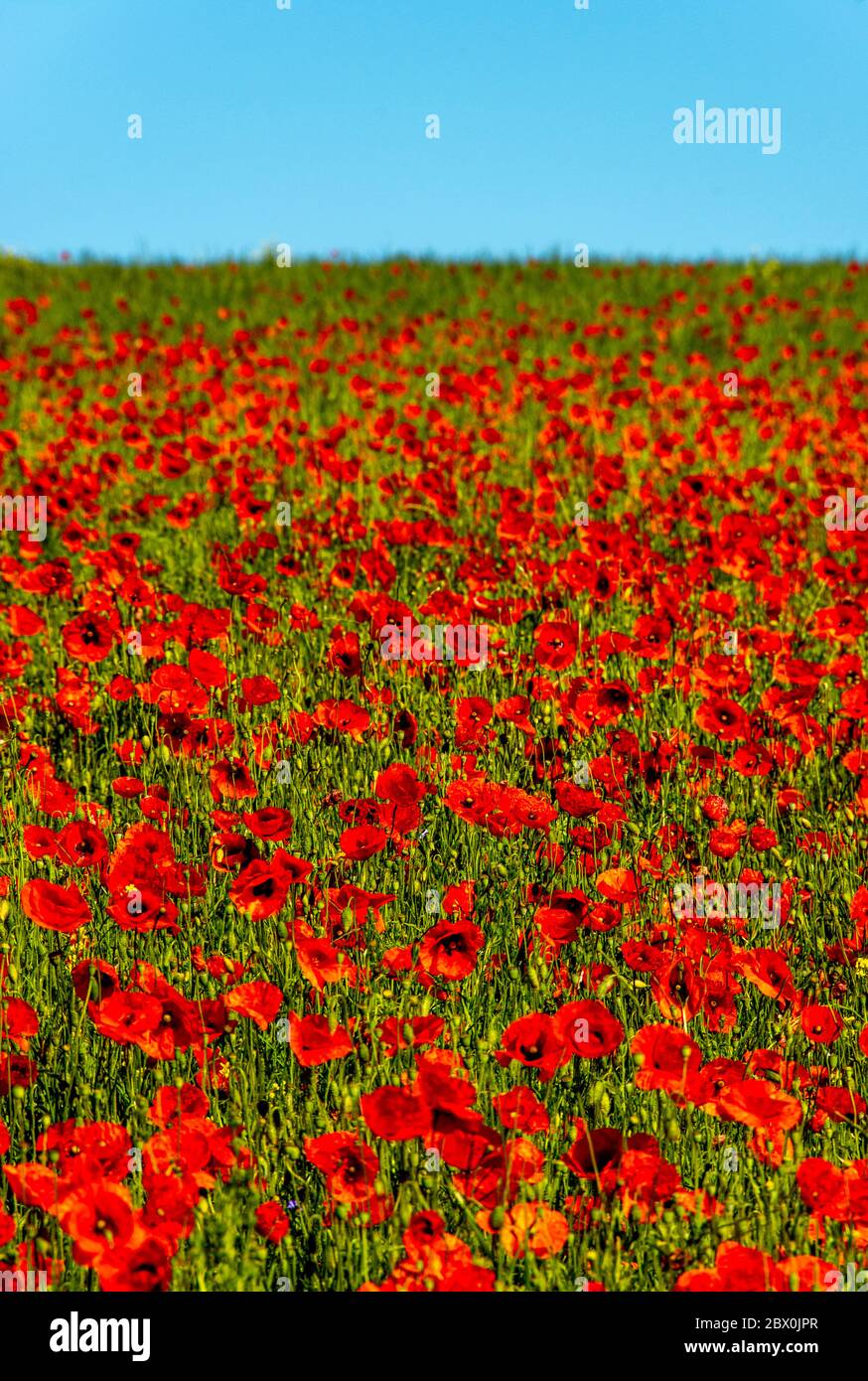 Red Common poppy flowers gleaming under the blue sky Stock Photo - Alamy