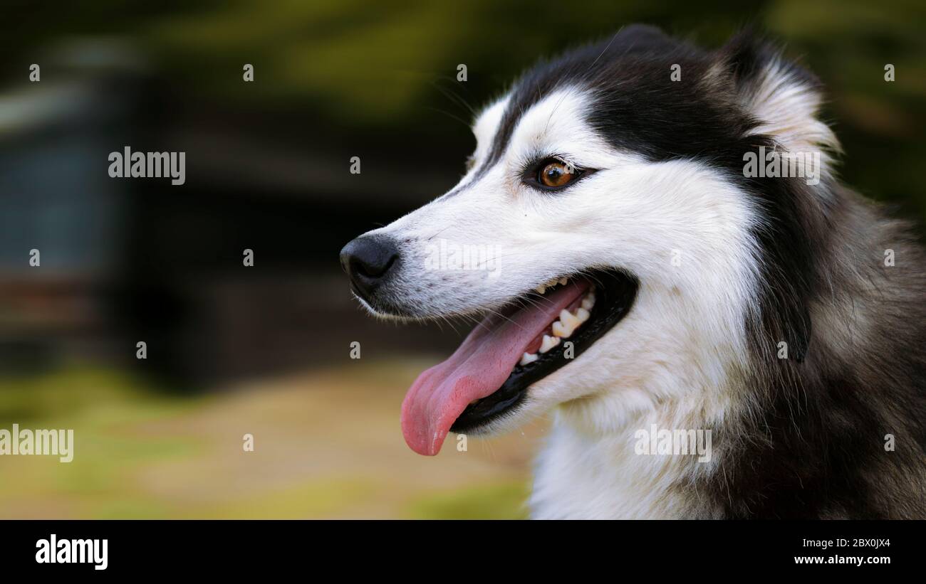 How Do I Know If My Husky Is Happy