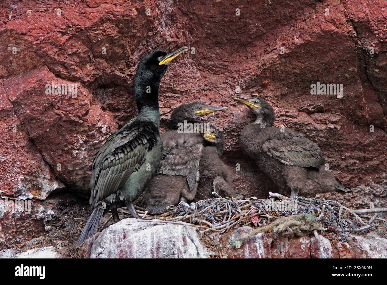 SHAG, Scotland, UK. Stock Photo