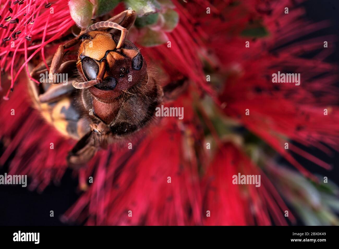 A dead Asian hornet on a common bottlebrush flower. This is an invasive species in Europe and has been nicknamed the Murder Wasp in the USA. Stock Photo