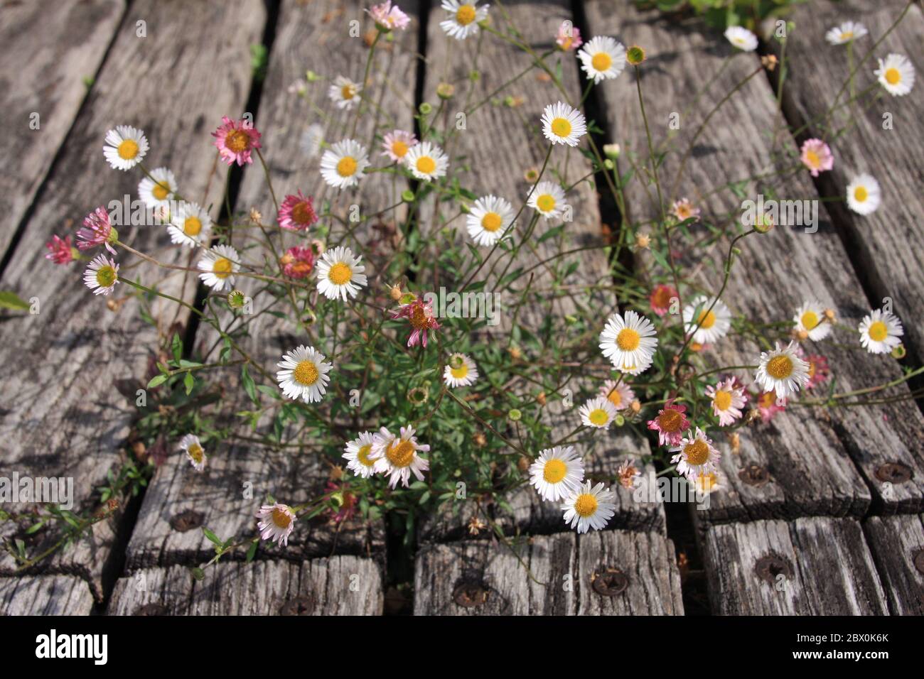 Close up of dainty white and pink Spanish daisy, Erigeron karvinskianus between weathered wooden slats selective focus. Romantic country garden Stock Photo