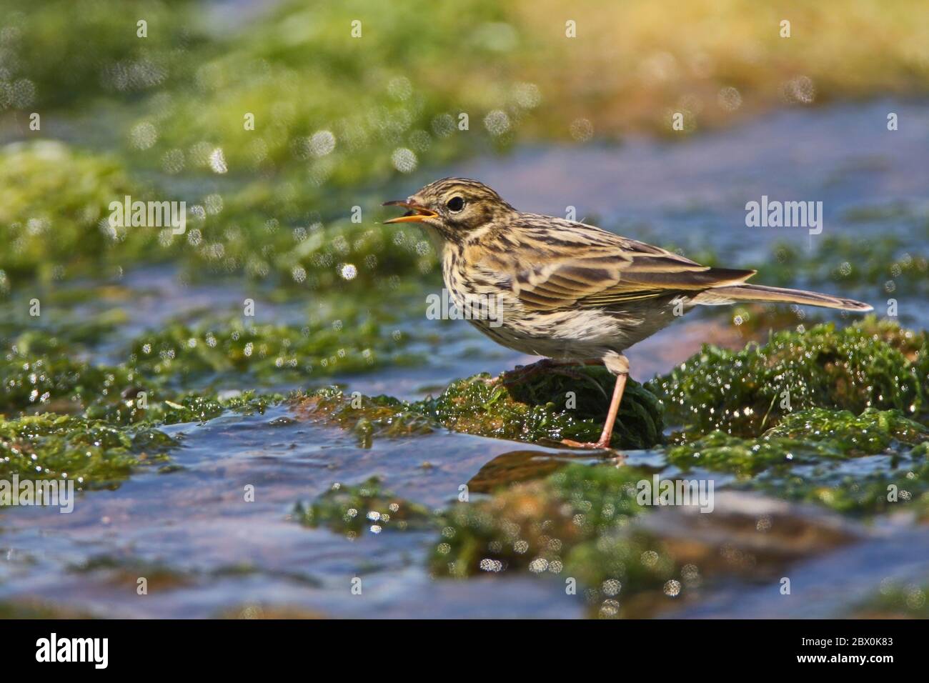 MEADOW PIPIT, UK. Stock Photo