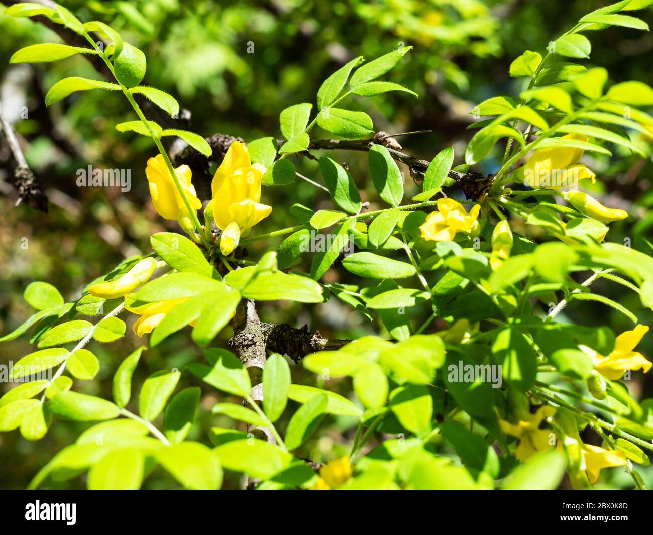 spring in city - yellow blossoms between green leaves of Siberian Pea Tree (caragana) in urban park on sunny day (focus on the flowers) Stock Photo