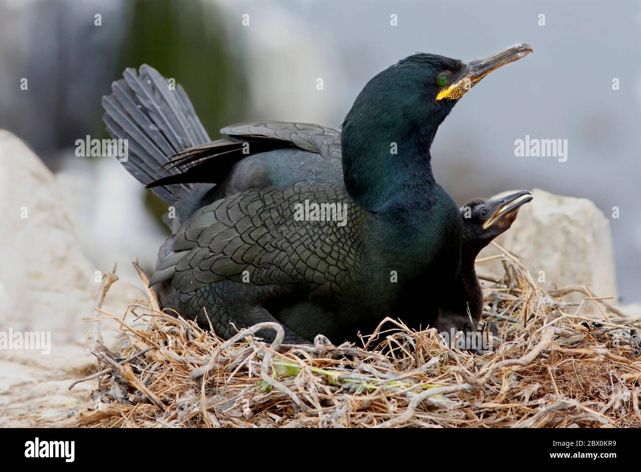 SHAG (Phalacrocorax aristotelis) nesting with young, UK. Stock Photo