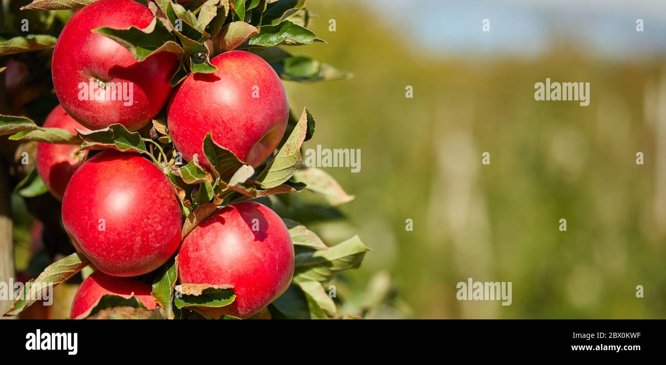Juicy red apples hanging on the branch in the apple orchrad during ...