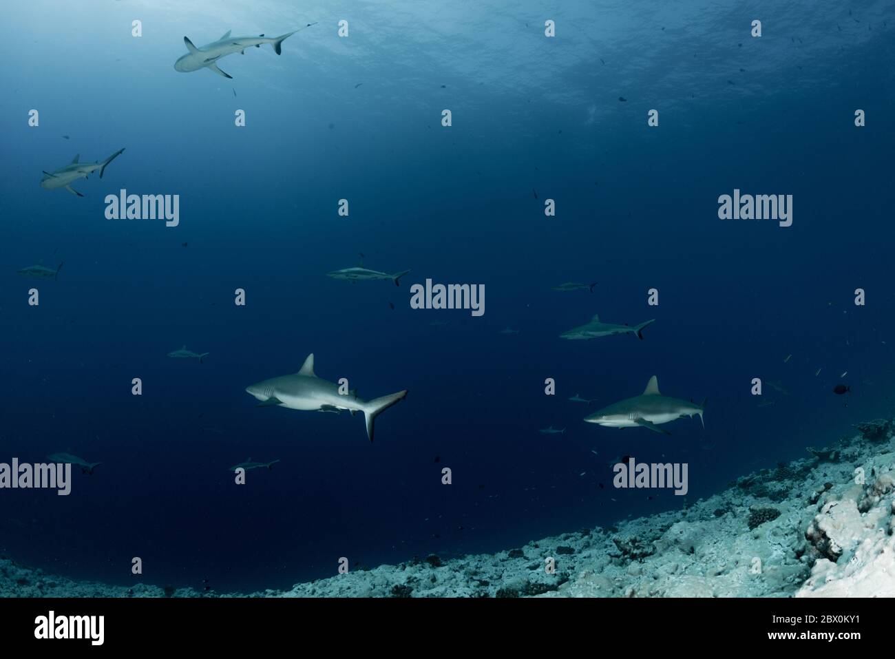 A wall of sharks scuba diving in Tuamotu (French Polynesia Stock Photo ...