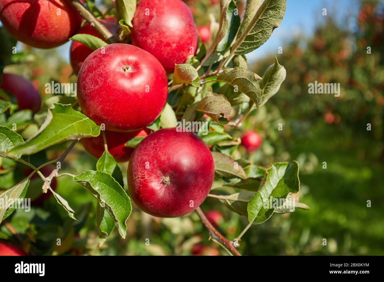 Juicy red apples hanging on the branch in the apple orchrad during autumn. Stock Photo
