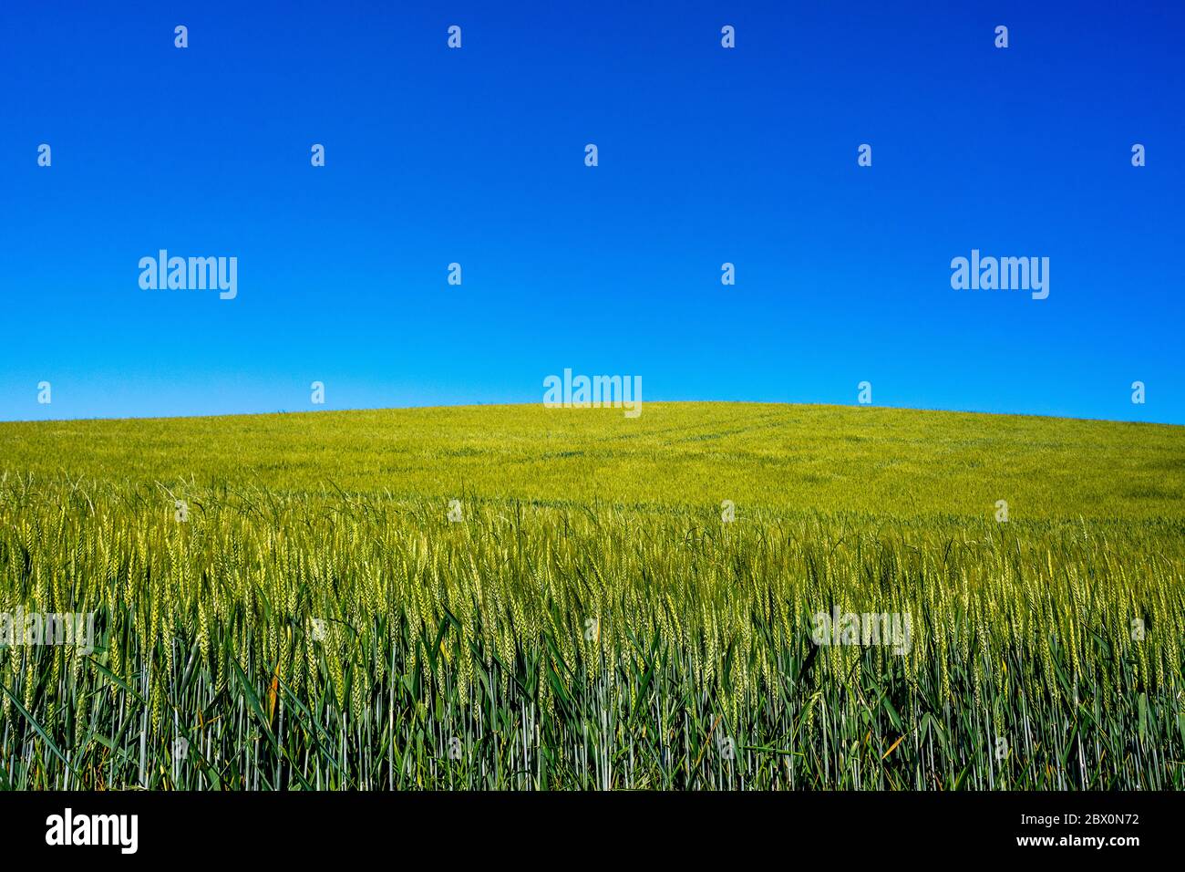 Long growing wheat field under the blue sky Stock Photo