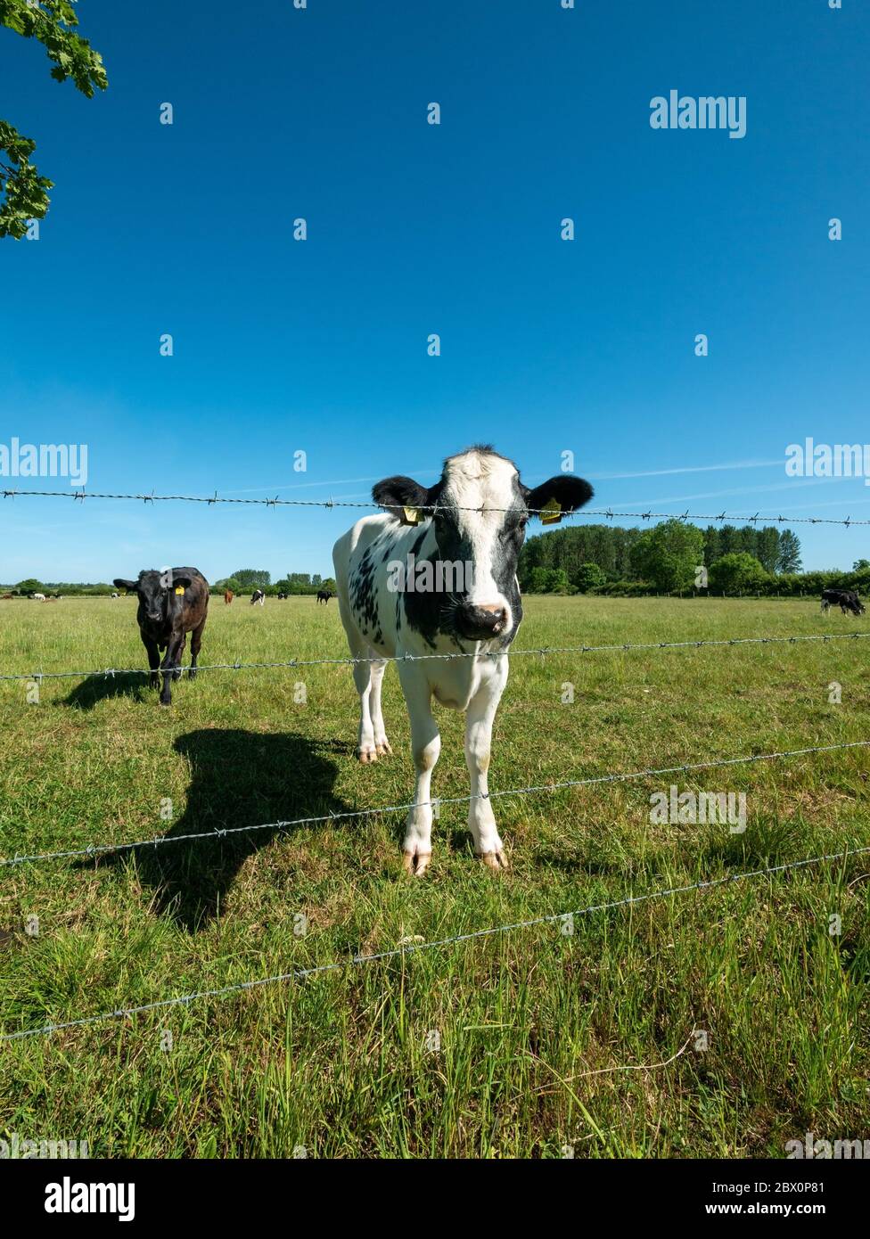 Closeup of young black and white 'British Blue' cow looking towards camera through strands of barded wire fencing, Leicestershire, England, UK Stock Photo