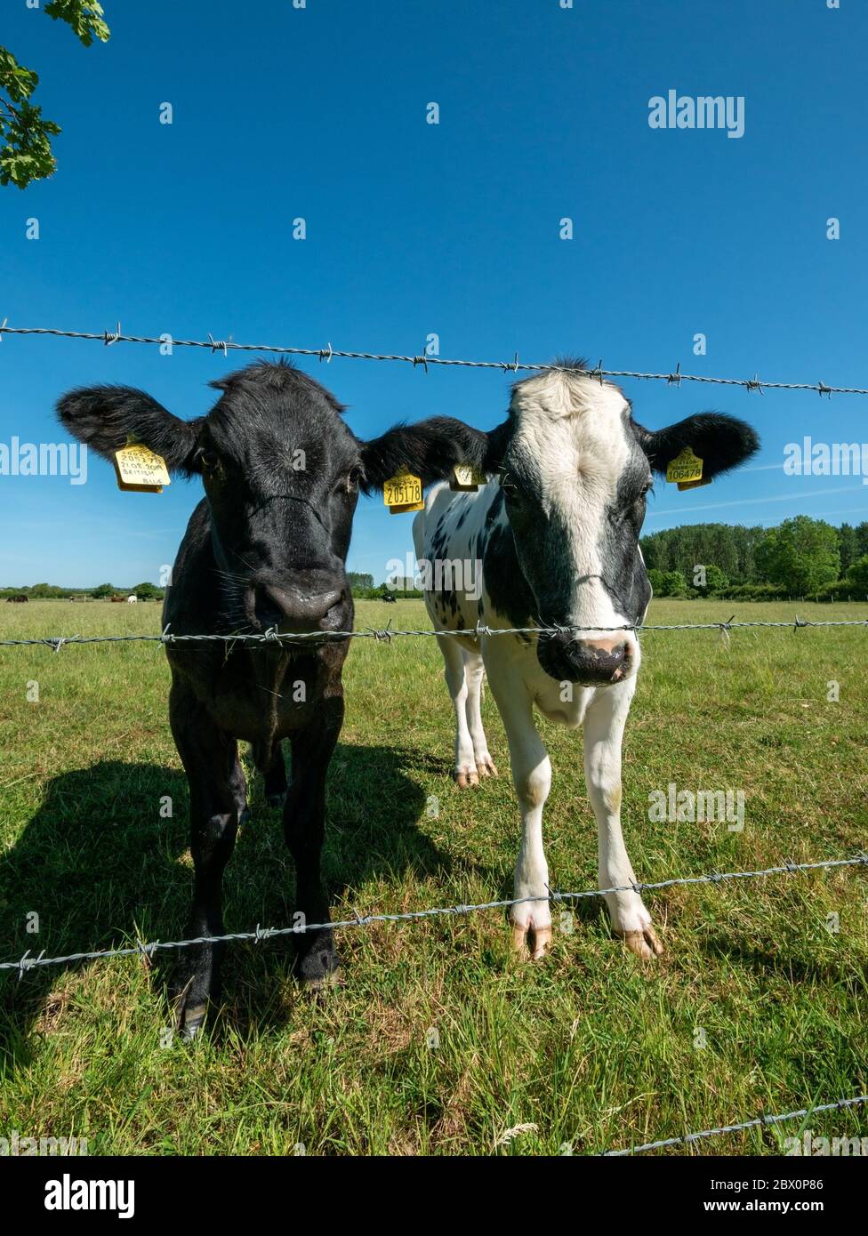 Closeup of two young black and white cows looking towards camera through strands of barded wire fencing, Leicestershire, England, UK Stock Photo