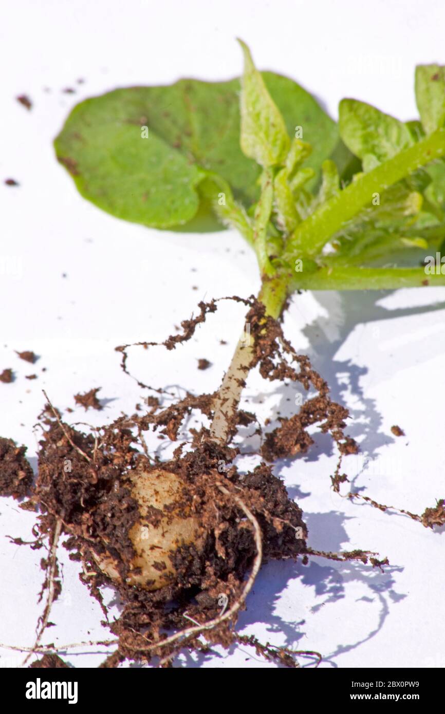 Potato and Plant ( Solanum tuberosum) Stock Photo
