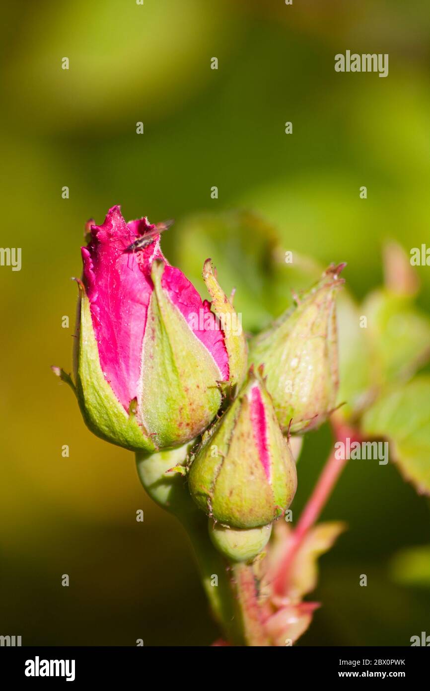 Rose Buds (Rosa Stock Photo Alamy