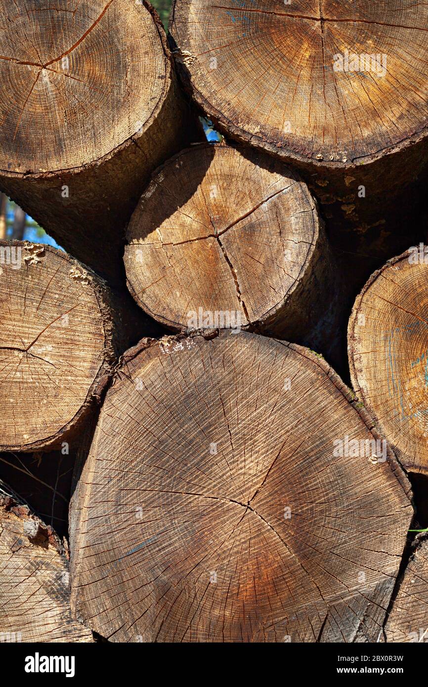 Heap of coniferous trees with a lot of microcracks. Front view. Cutted tree stumps texture. Log trunks pile, the logging timber wood industry. Stock Photo