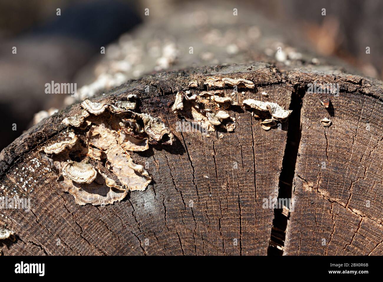 Cut logs - Rough textured surface with rings, cracks and wave pattern. Flat rustic wooden background Stock Photo