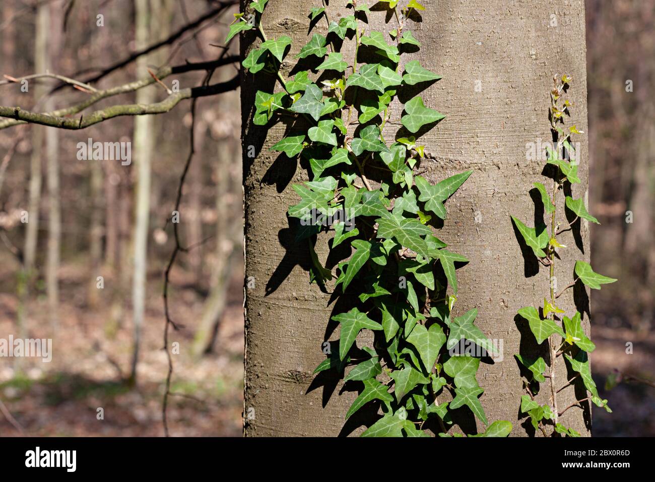 Green ivy sprout on the trunk of a pine tree in the old park - hedera helix Stock Photo