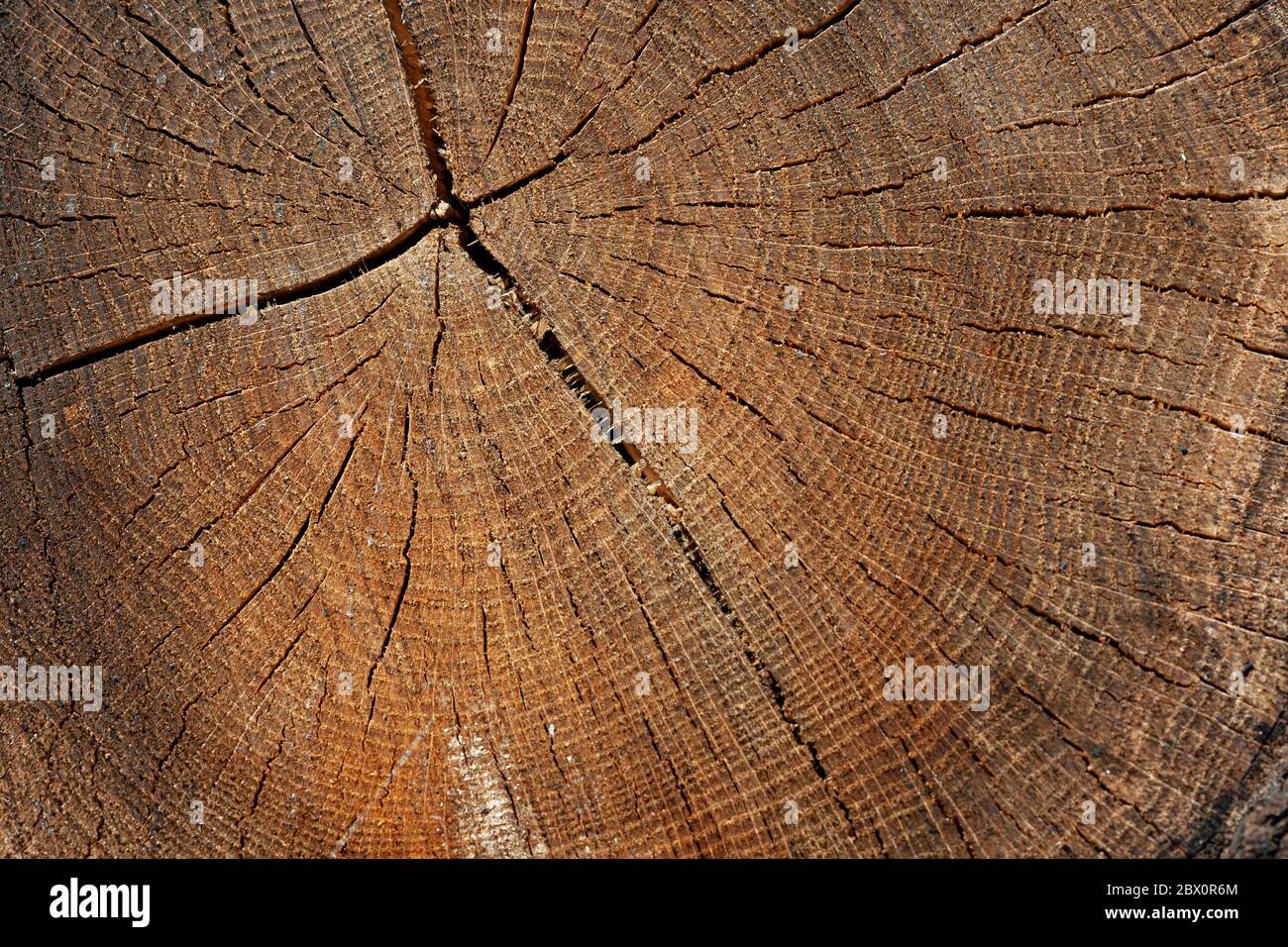 Old wooden tree cut surface. Detailed tones of a felled tree trunk or stump. Rough organic texture of tree rings with close up of end grain. Stock Photo