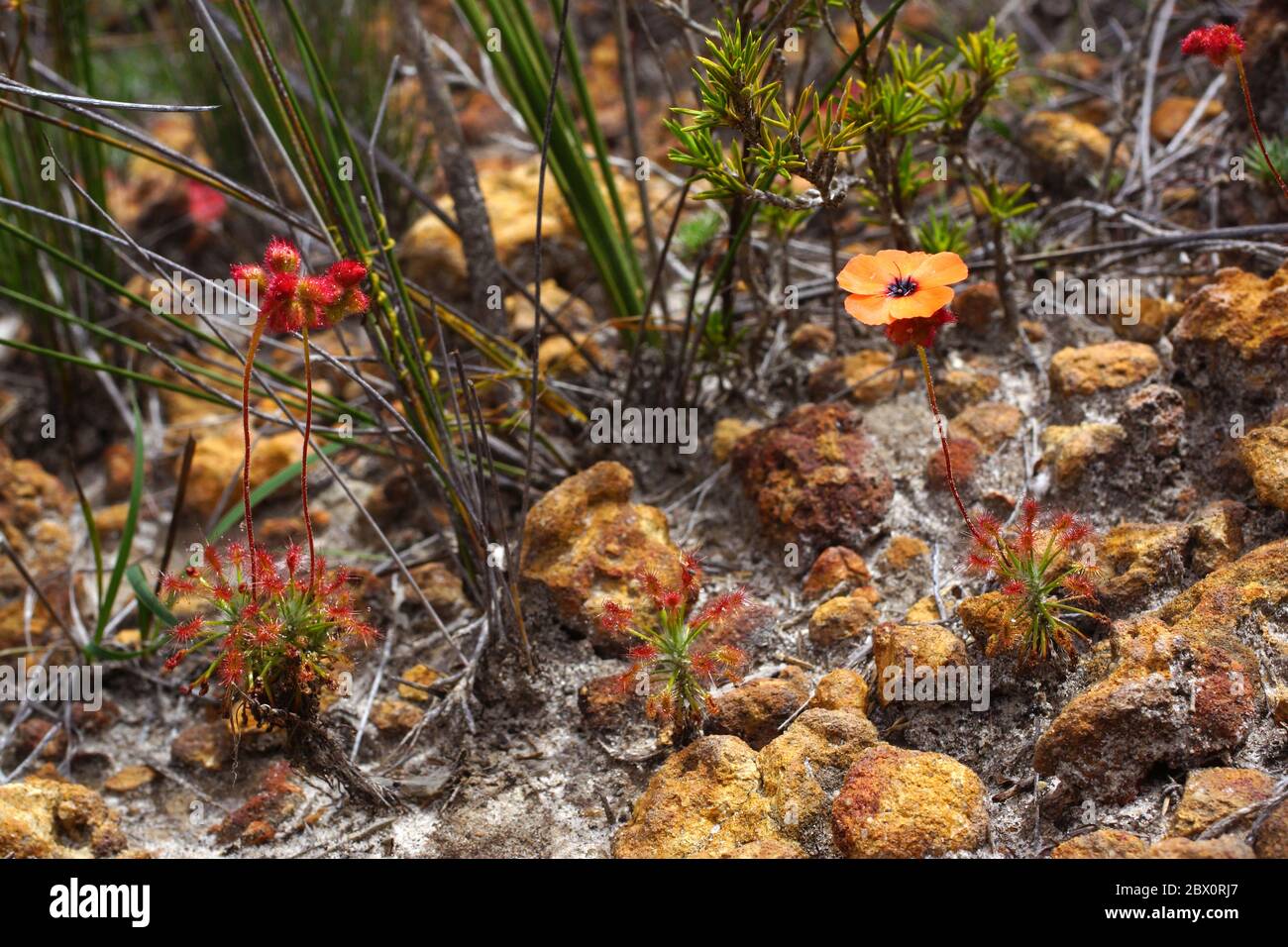 Australian wildflowers the rare insecteating pygmy sundew Drosera