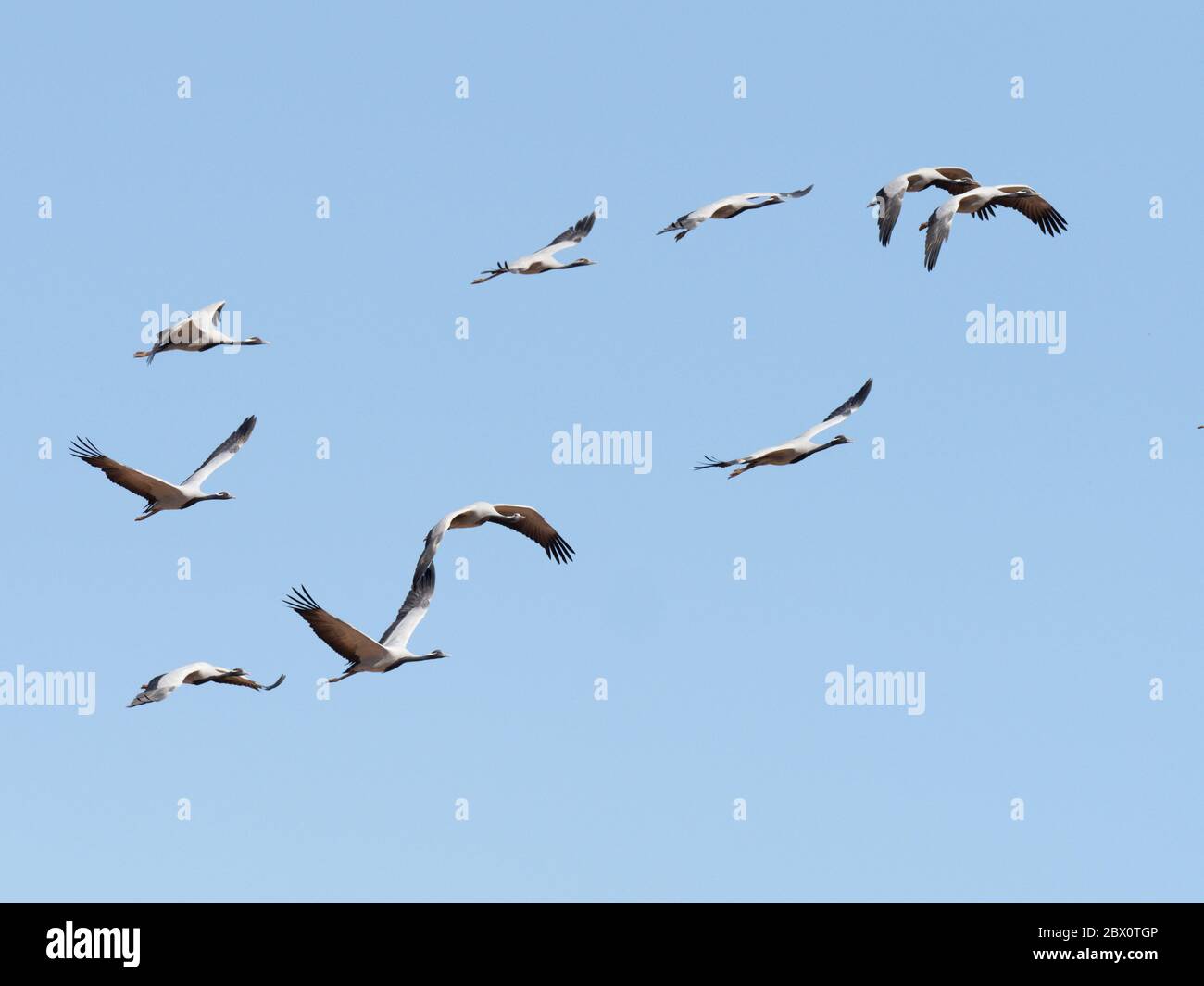 Demoiselle Crane - flocks in flight Grus virgo Khichan, Rajasthan, India BI032823 Stock Photo
