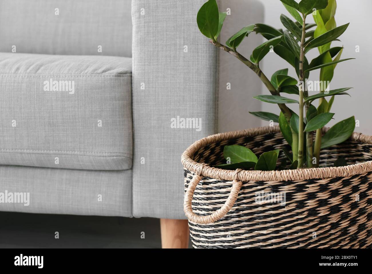 Wicker basket with houseplant in room Stock Photo Alamy