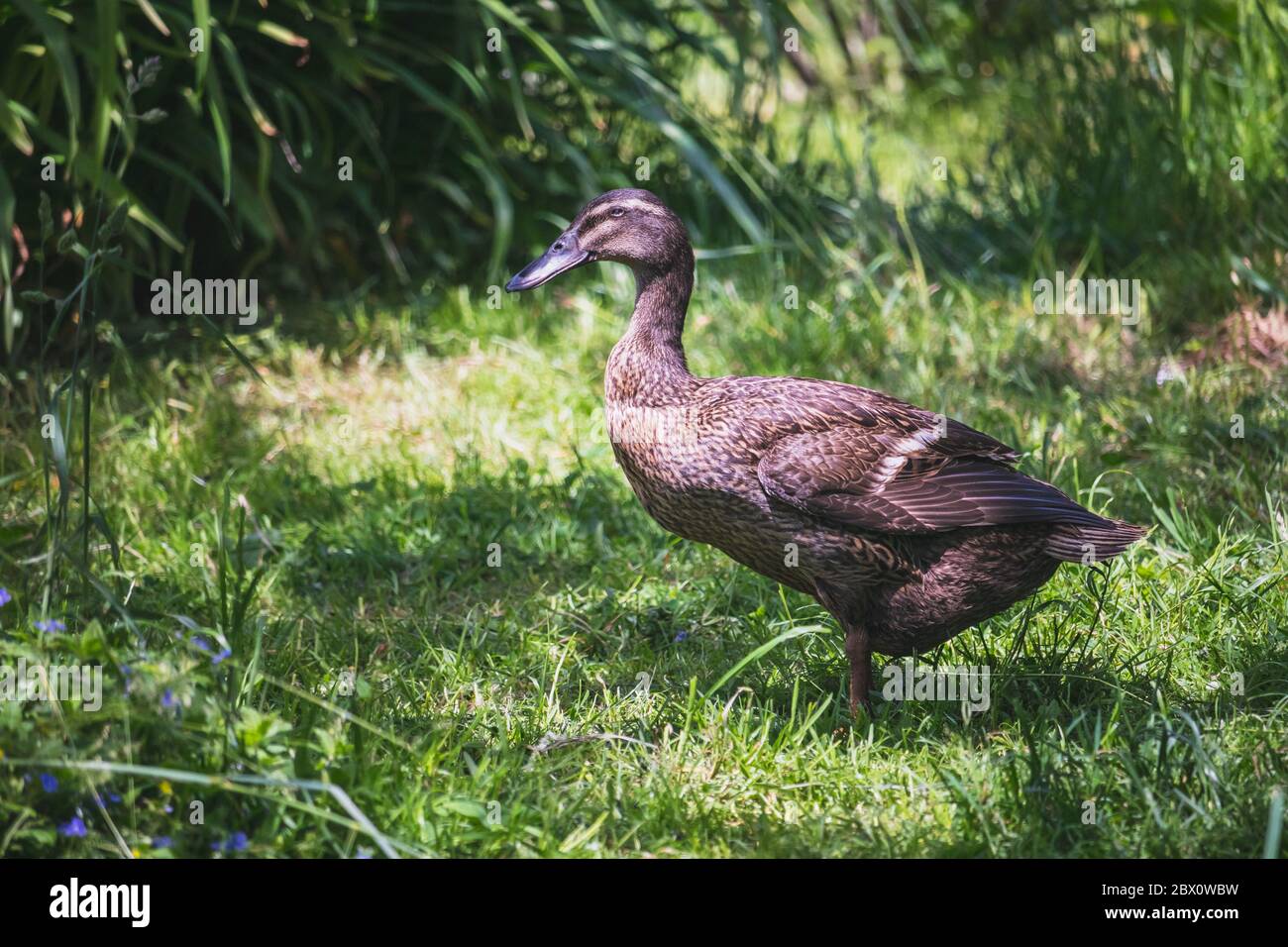 Indian Runner duck - female - standing in the grass Stock Photo