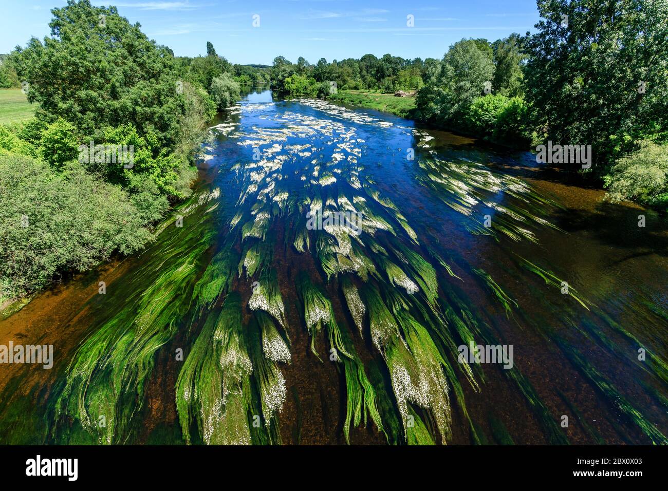 France, Indre et Loire, Barrou, common water-crowfoot (Ranunculus aquatilis) on Creuse River // France, Indre-et-Loire (37), Barrou, renoncule aquatiq Stock Photo