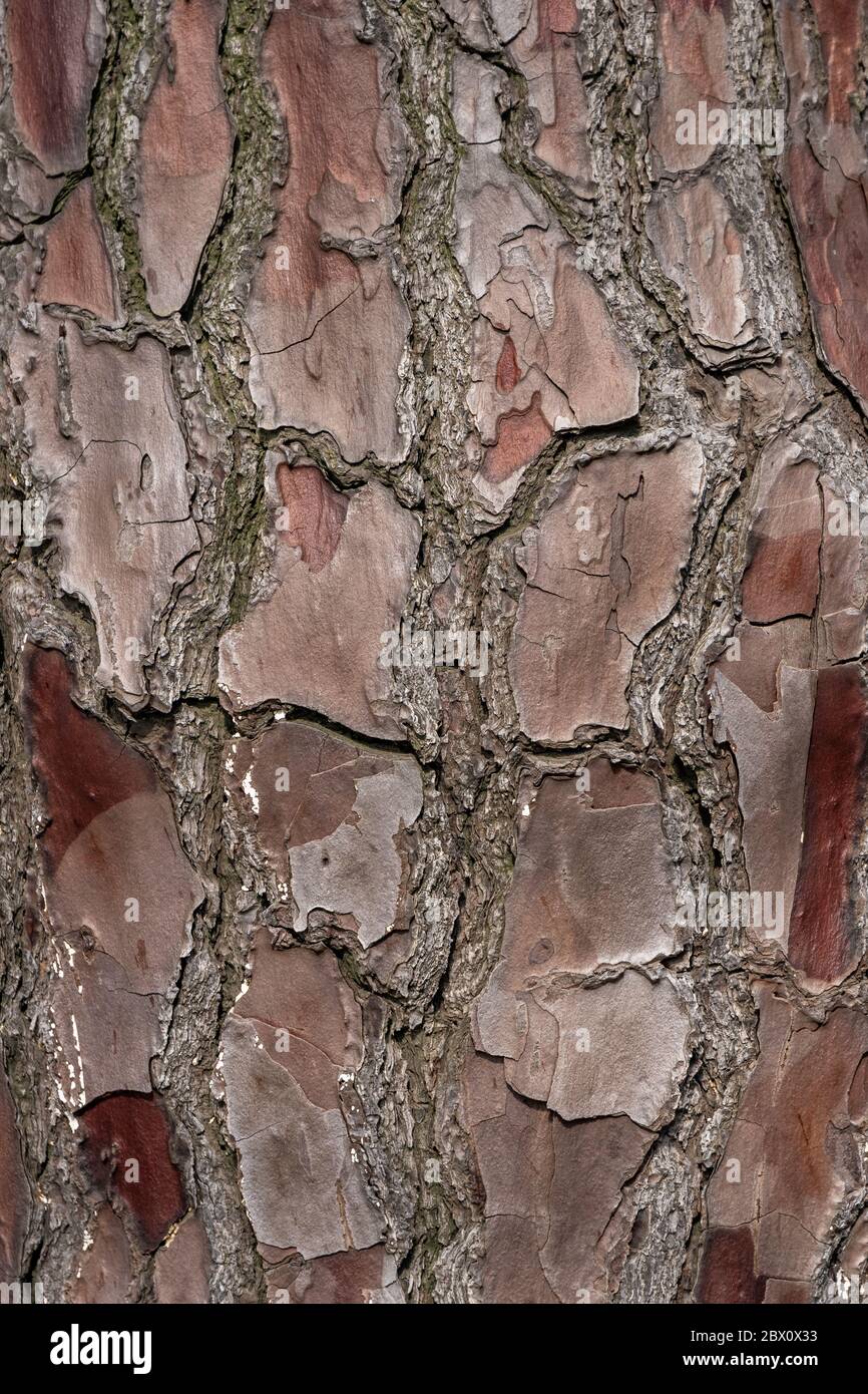 Relief texture or background of bark of Pine tree Stock Photo - Alamy