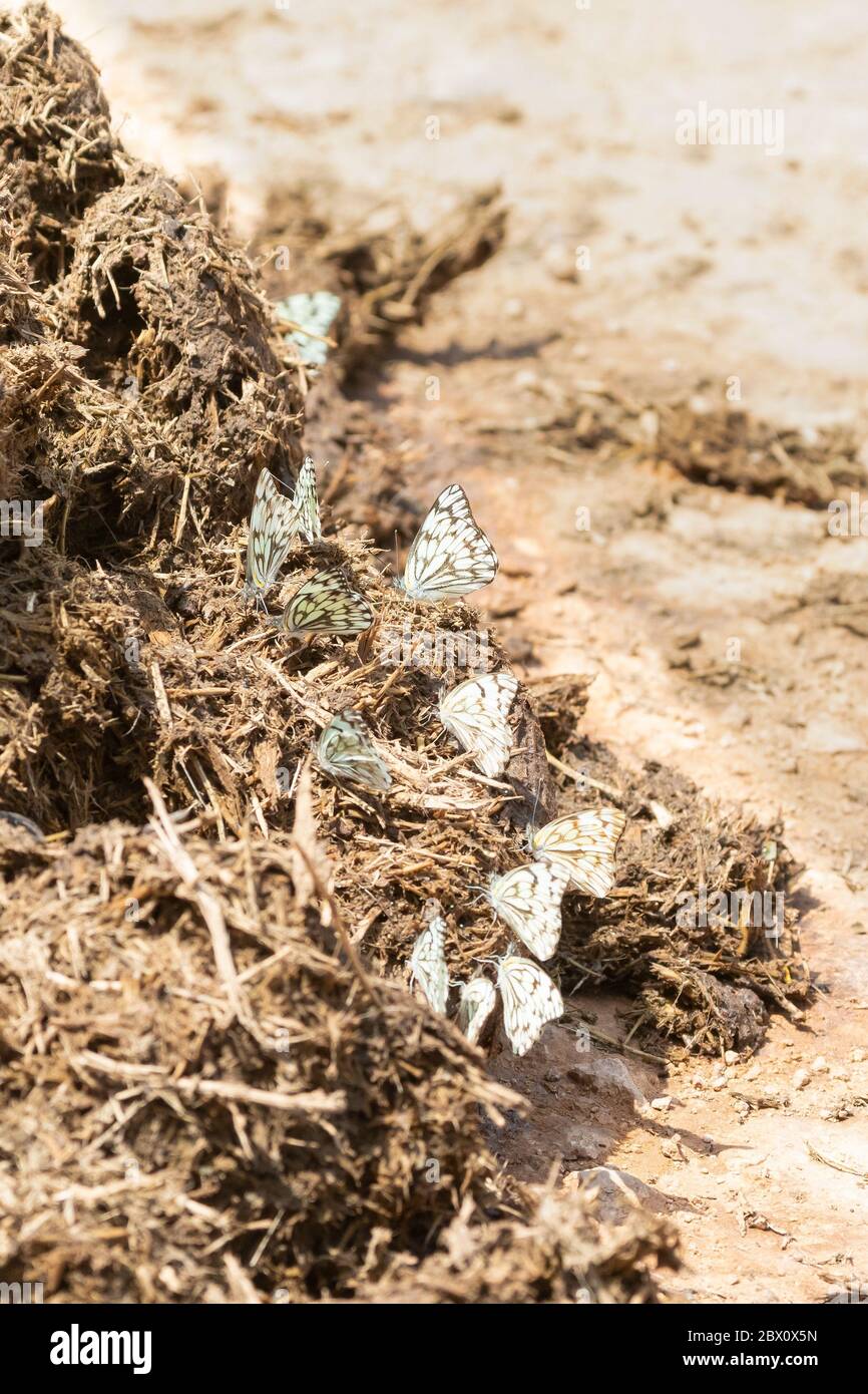 Brown-veined White Butterflies (Belenois aurota) on fresh elephant dung, Addo Elephant National Park, Eastern Cape, South Africa Stock Photo