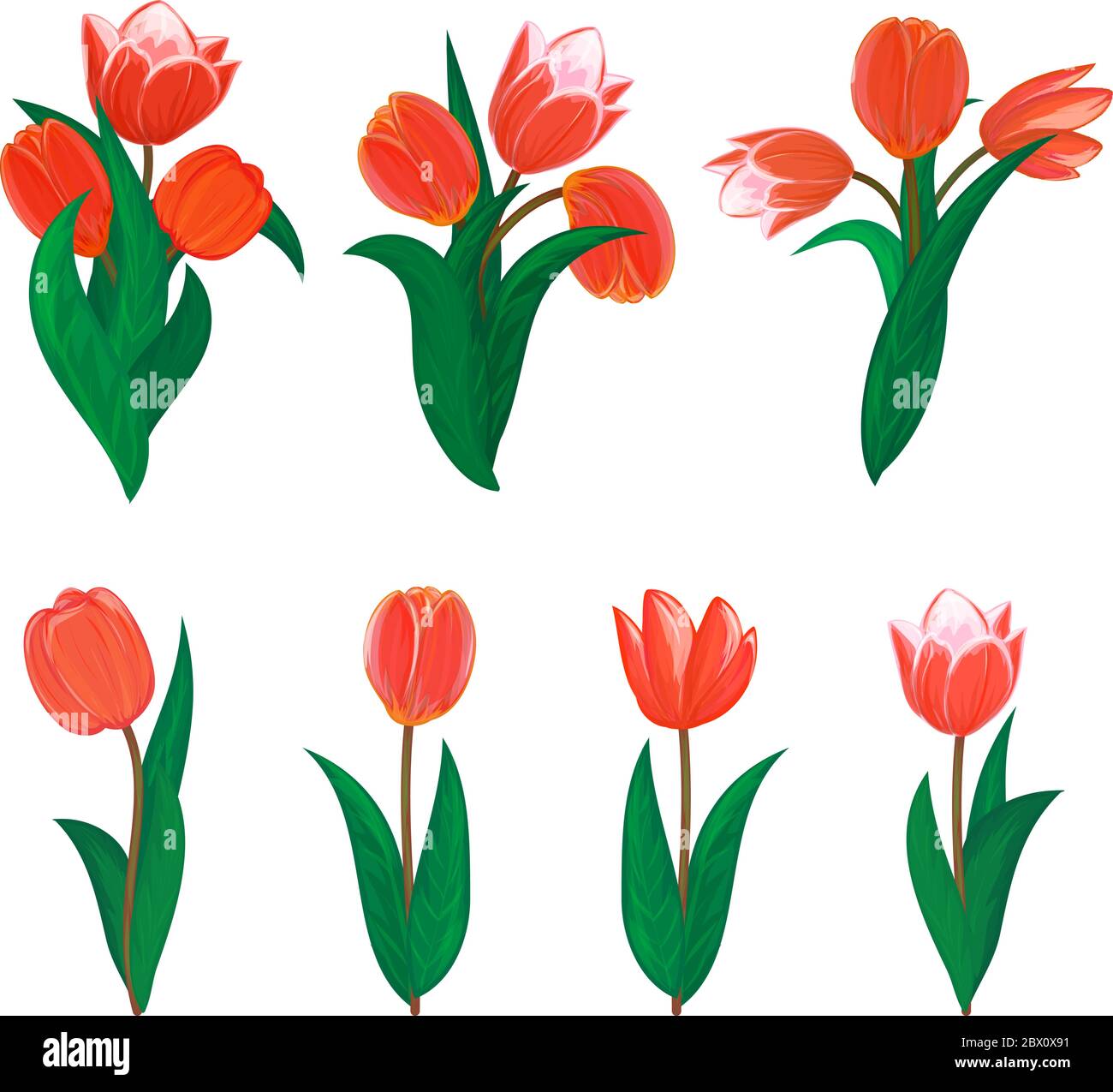 Vector tulips flower spring bouquet floral set with diffrent blooming ...