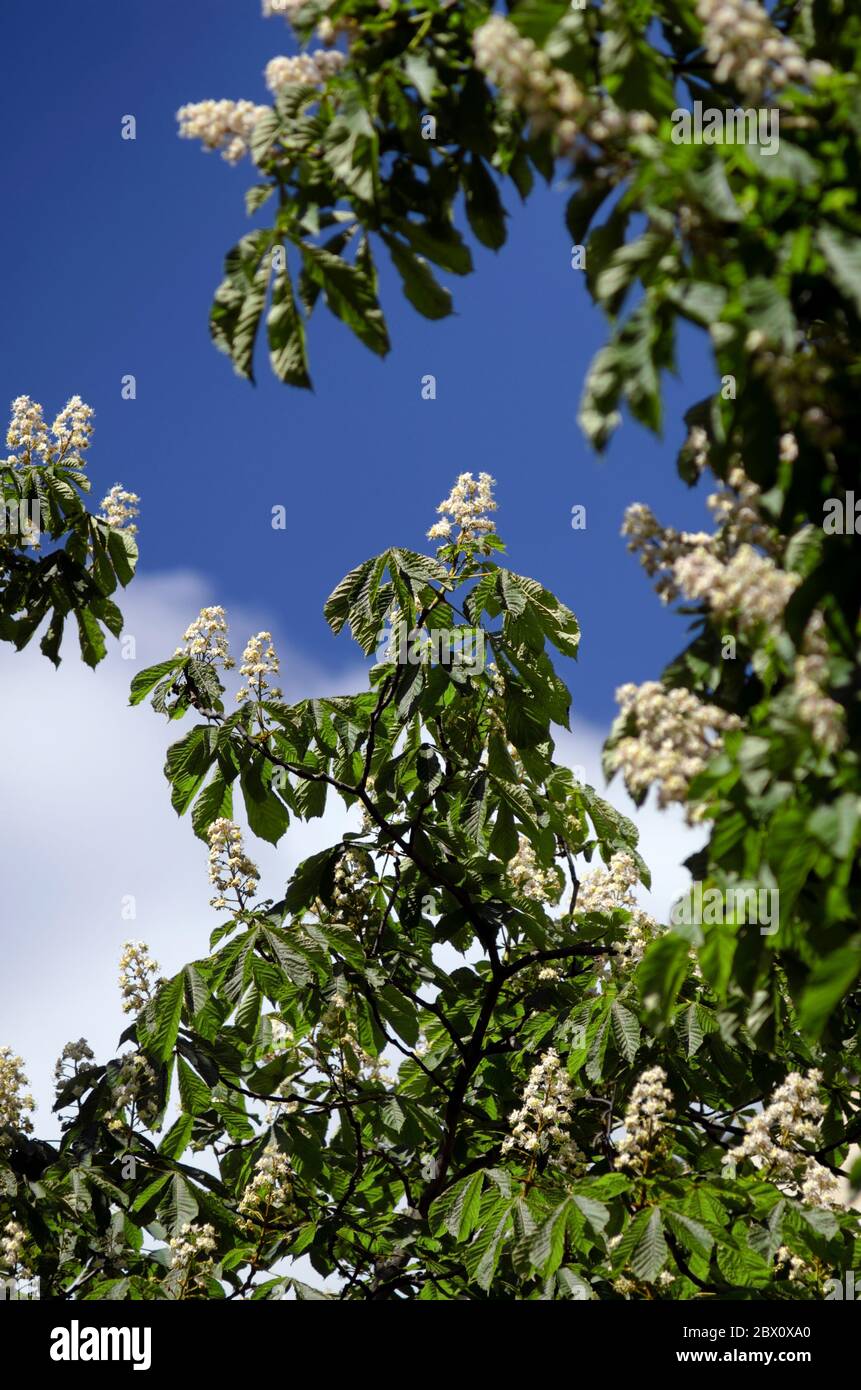 Vertical closeup chestnut tree hi-res stock photography and images - Alamy