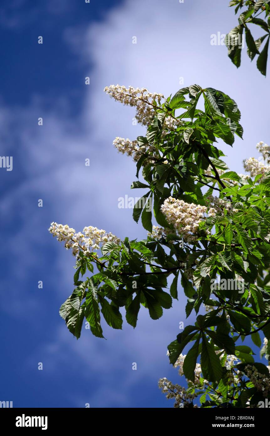 Beautiful flowering chestnut branches against the blue sky vertical orientation Stock Photo