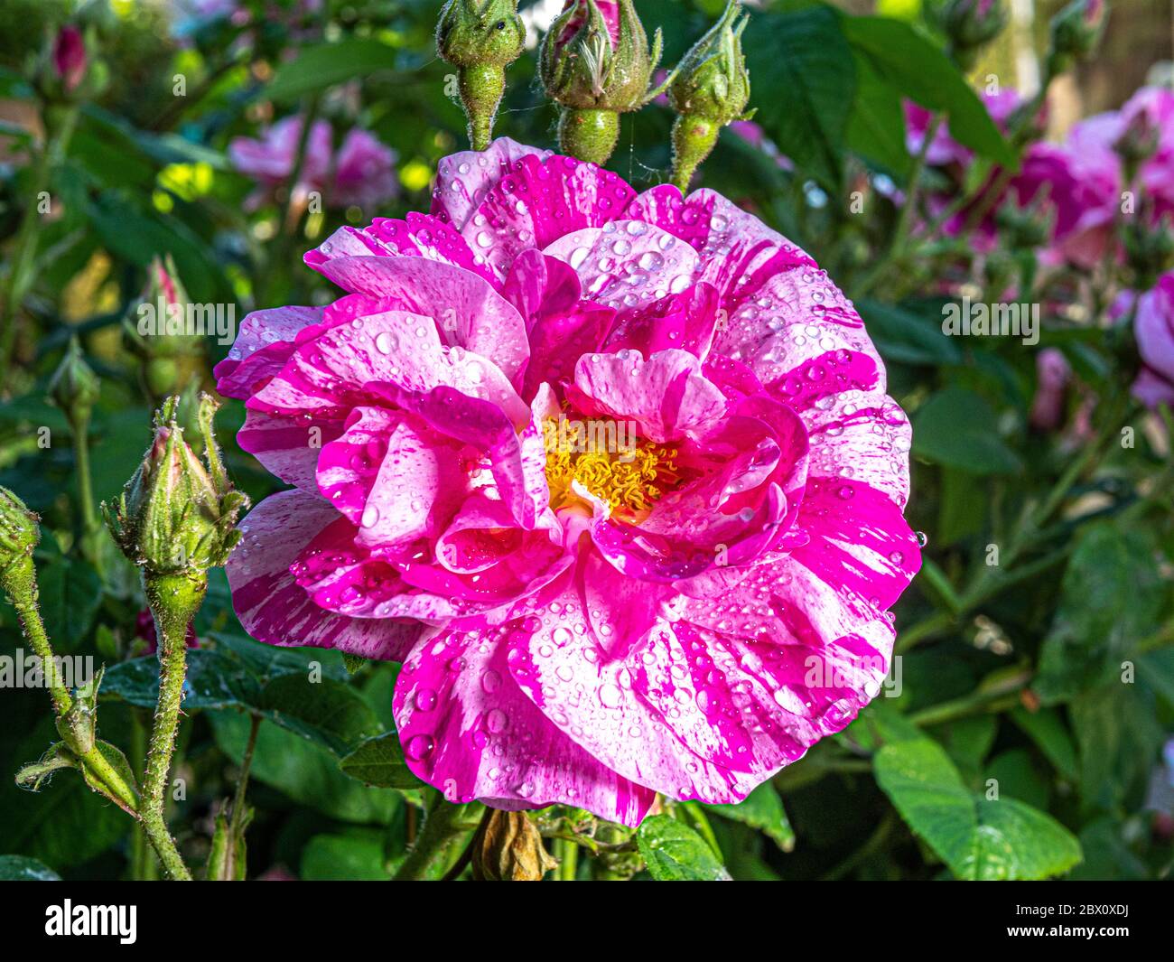 Closeup Pov Shot Of A Single Pink And White Candy Stripe Rose Flower With Buds And Green Foliage After Rain Had Soaked The Beautiful Petals Stock Photo Alamy Closeup Pov Shot Of A Single Pink And White Candy Stripe Rose Flower With Buds And Green Foliage After Rain Had Soaked The Beautiful Petals Stock Photo Alamy