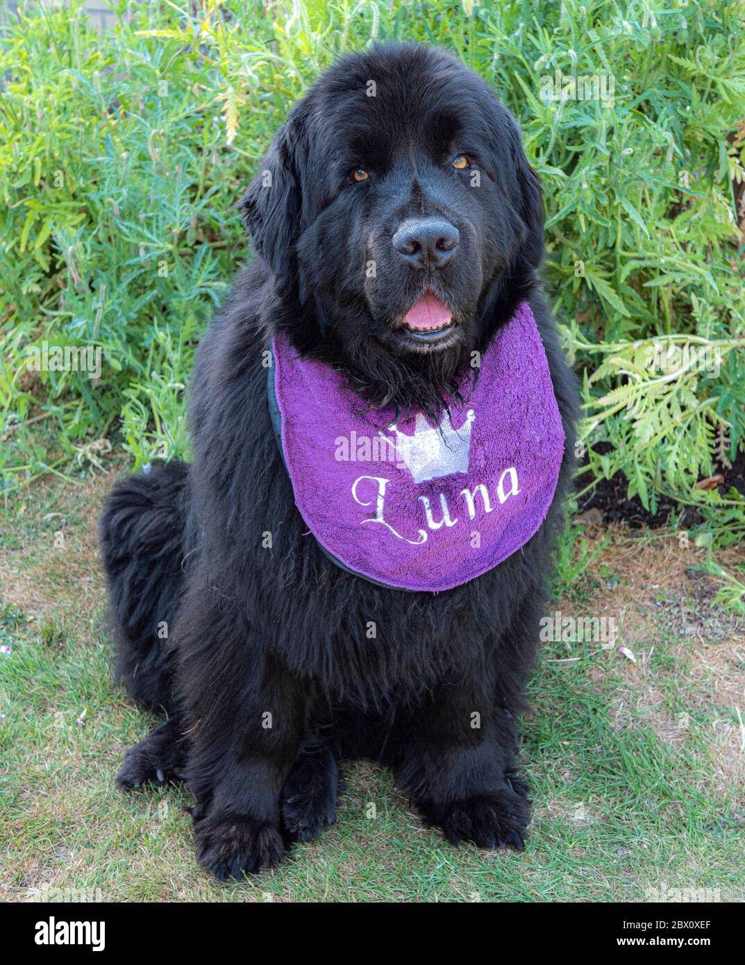 A beautiful adult pet Newfoundland dog (bitch), sitting in her garden, wearing a bib with her name Luna on it, looking into the camera. Stock Photo