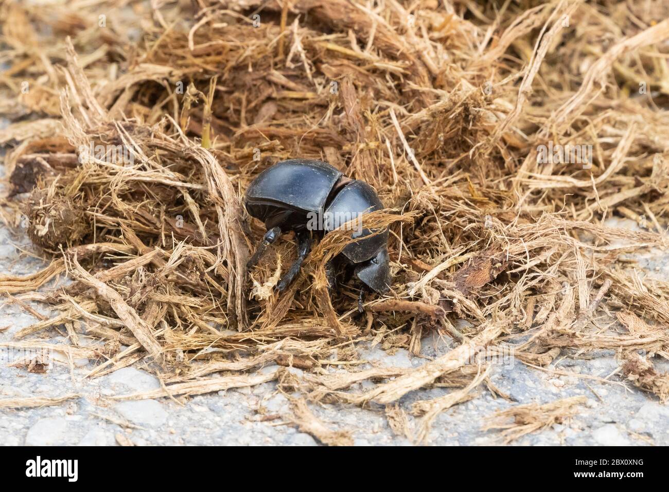 Flightless Dung Beetle (Circellium bacchus) on elephant dung, Addo Elephant National Park, Eastern Cape, South Africa. Considered vulnerable Stock Photo