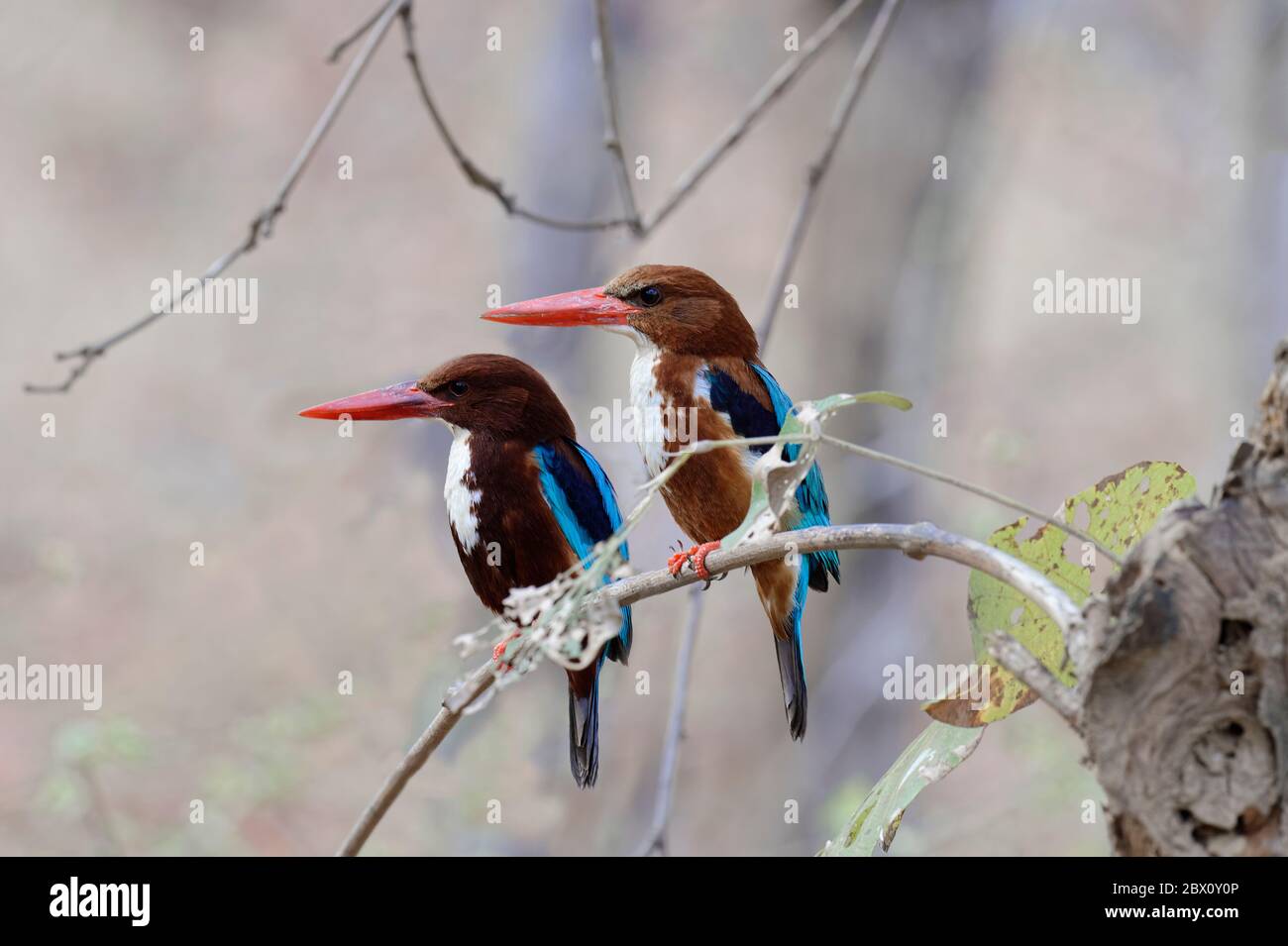 White-Throated Kingfisher (Halcyon smyrnensis smyrnensis), Alcedinidae Family, Coraciiformes Order, Ranthambhore National Park, Rajasthan Stock Photo