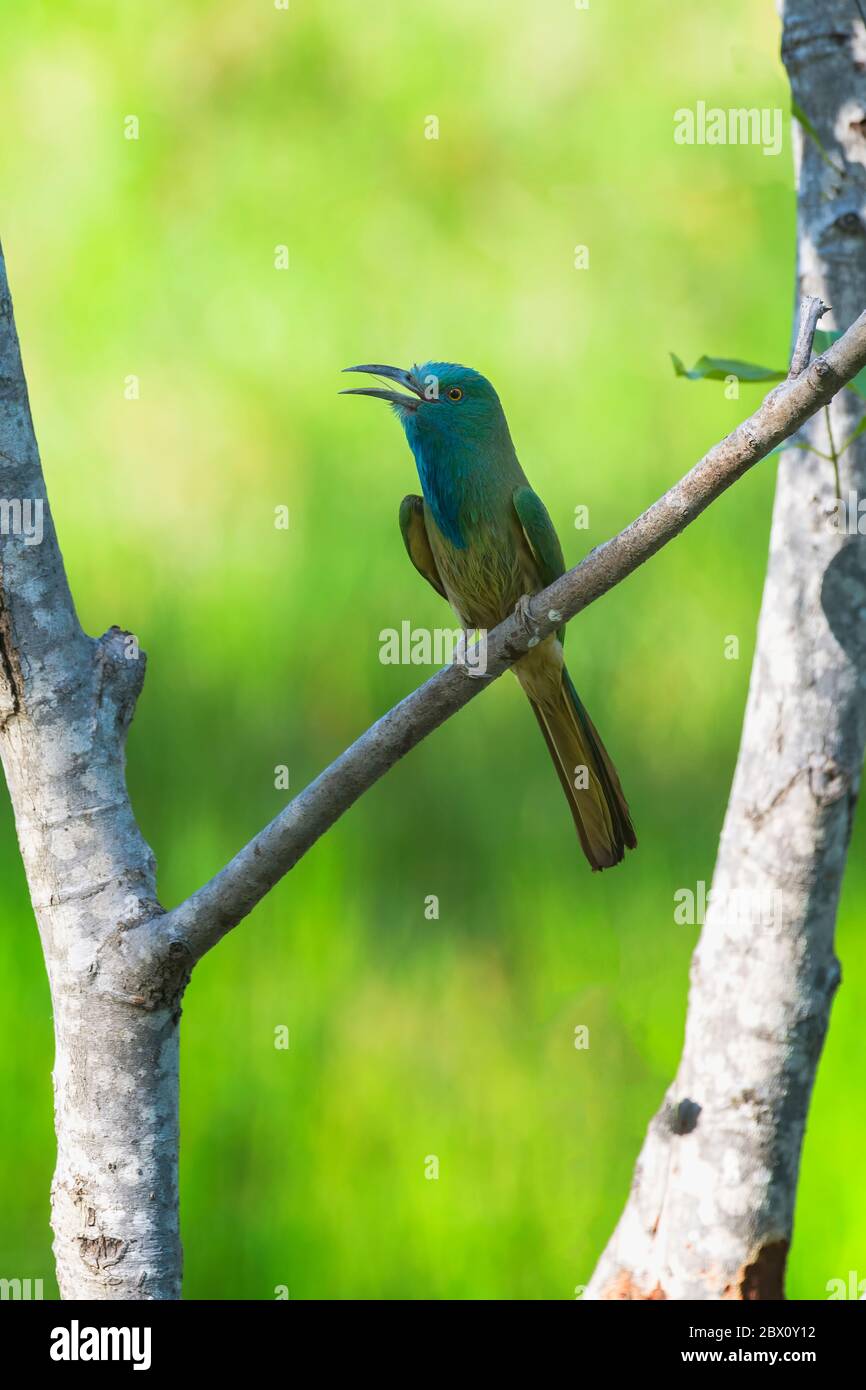 Blue-bearded Bee-eater (Nyctyornis athertoni), Bandhavgarh National Park, Madhya Pradesh, India Stock Photo
