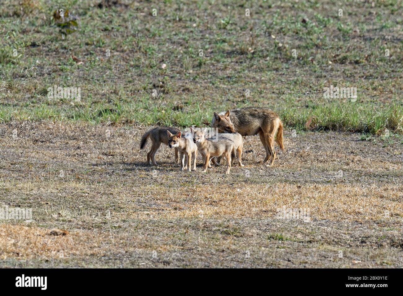 Female Indian jackal (Canis aureus) feeding and playing with her cubs, Kanha Tiger Reserve or Kanha-Kisli National Park, Madhya Pradesh state, India Stock Photo