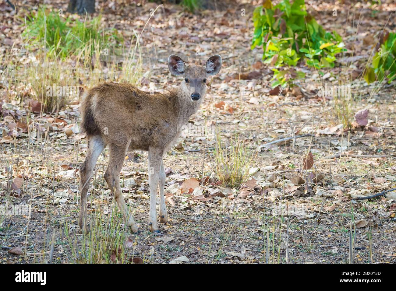 Young Sambar deer (Rusa unicolor) in the forest, Bandhavgarh National Park,  Madhya Pradesh, India Stock Photo - Alamy