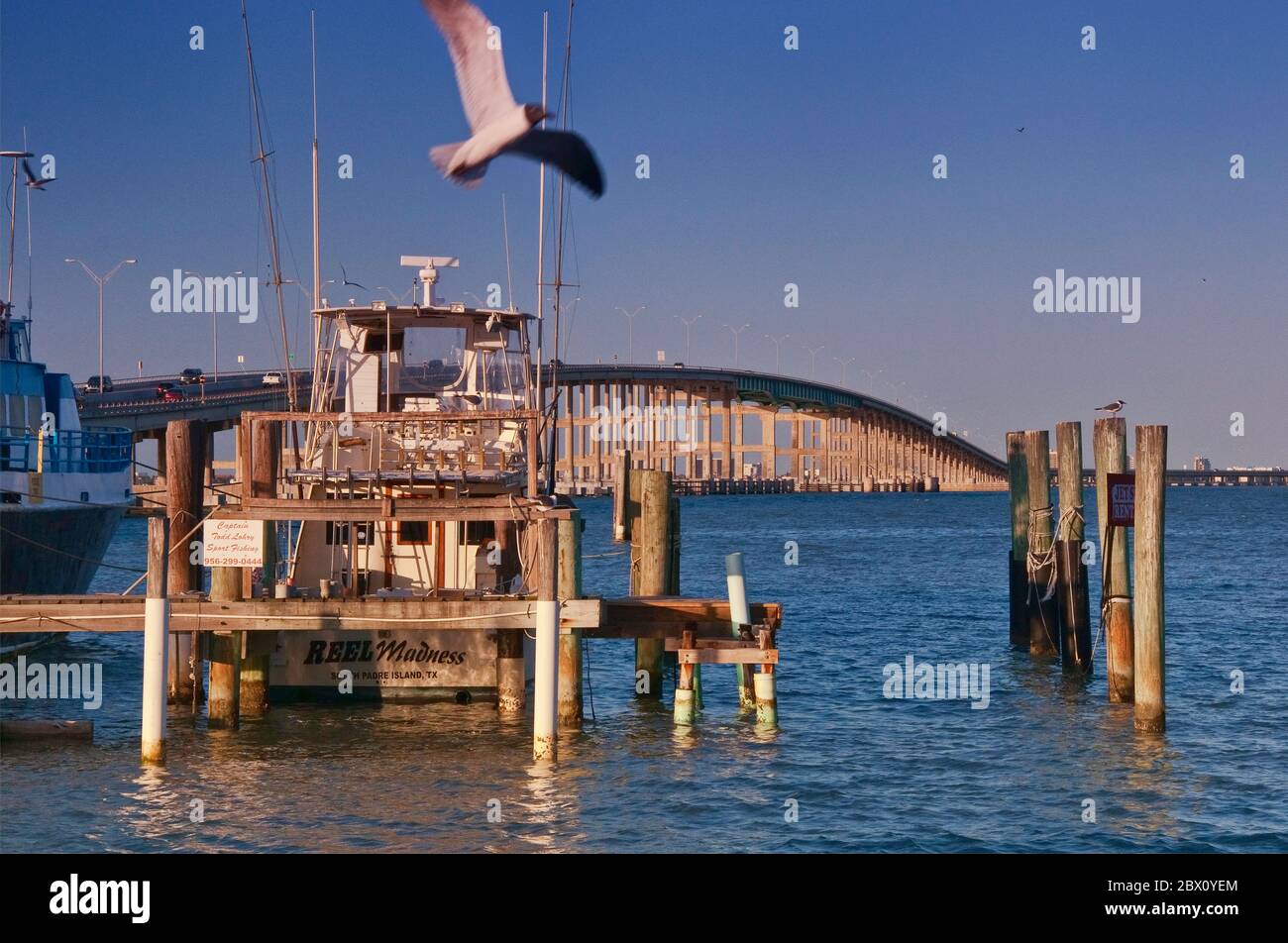 Seagull over shrimp boat, Laguna Madre Causeway bridge behind, Port Isabel, Gulf of Mexico seashore, Texas, USA Stock Photo