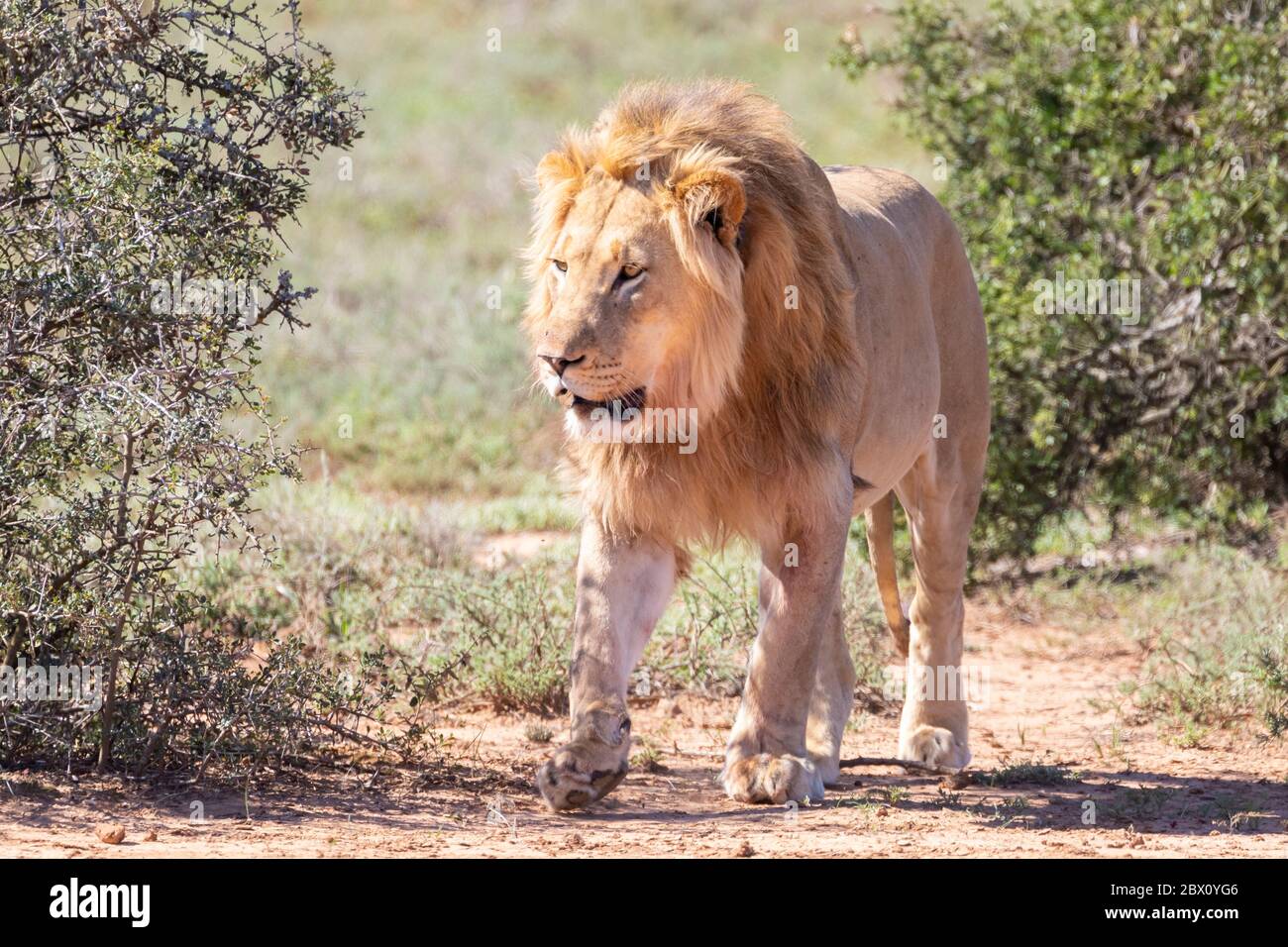 Young lion (Panthera leo) known as Jack wearing a radio collar for research walking alongside a waterhole in Addo Elephant National Park, Eastern Cap Stock Photo
