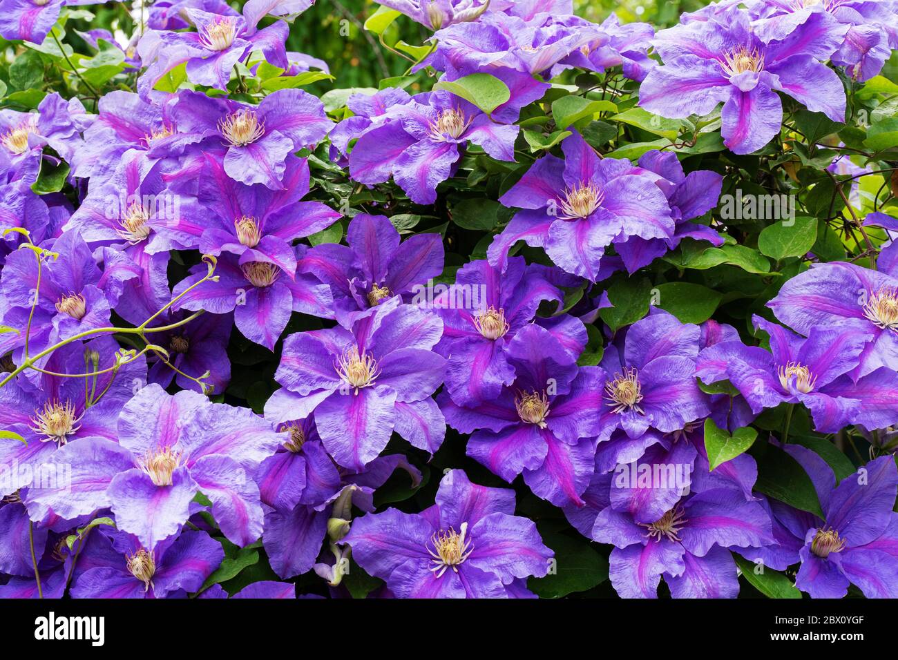 homemade purple flowers bloom in late may Stock Photo Alamy